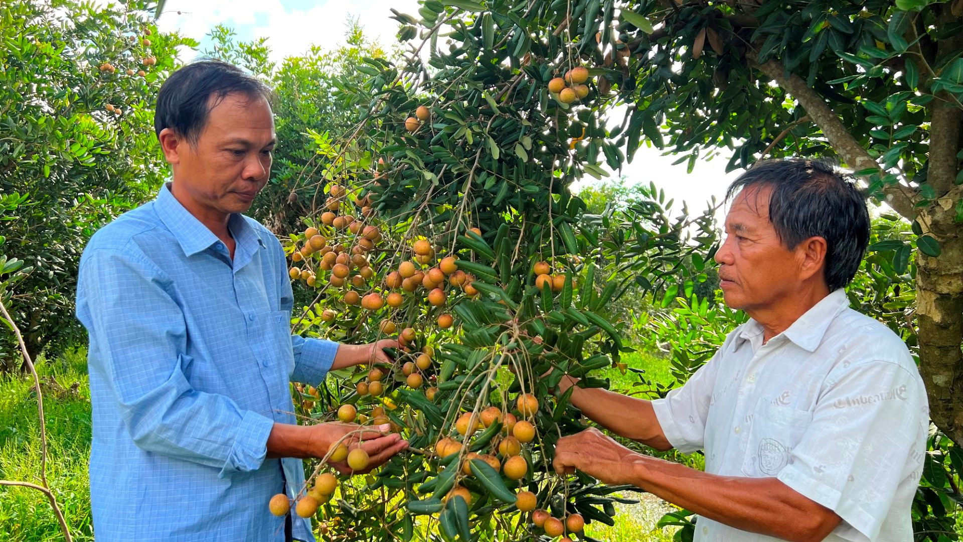 Cây nhãn là đặc sản nổi tiếng của xã đảo Tam Hiệp. Cây nhãn là đặc sản nổi tiếng của xã đảo Tam Hiệp.