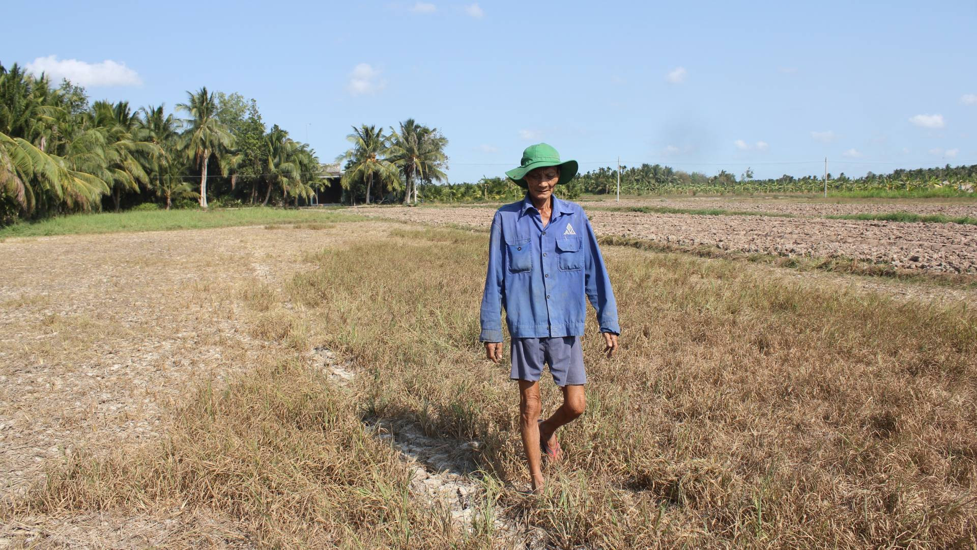 Hạn hán, xâm nhập mặn mùa khô 2019-2020 làm lúa chết khô tại xã Bình Thành (huyện Giồng Trôm, tỉnh Bến Tre).
