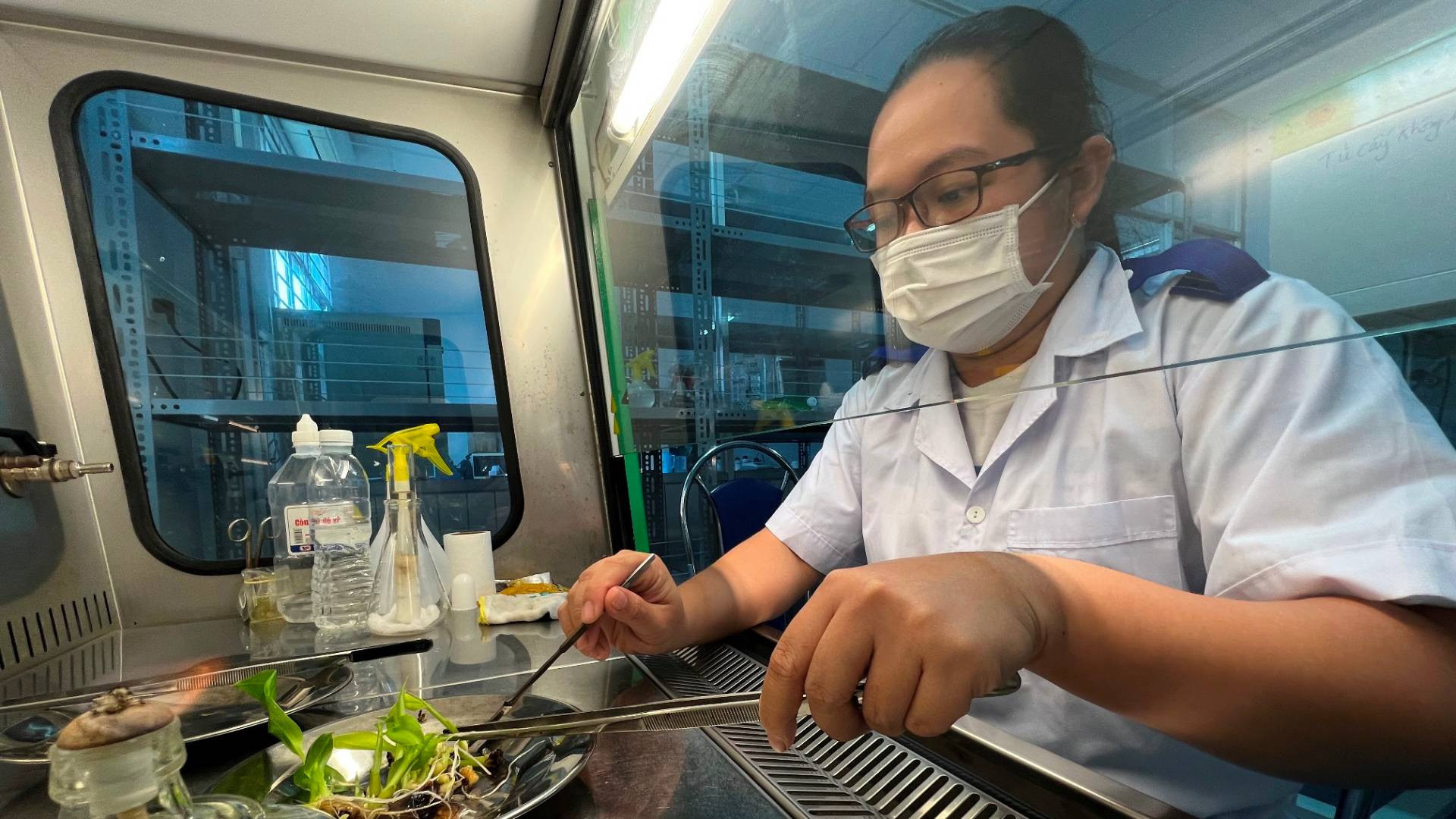 Ứng dụng công nghệ cao trong sản xuất cây giống tại Bến Tre Ứng dụng công nghệ cao trong sản xuất cây giống tại Bến Tre