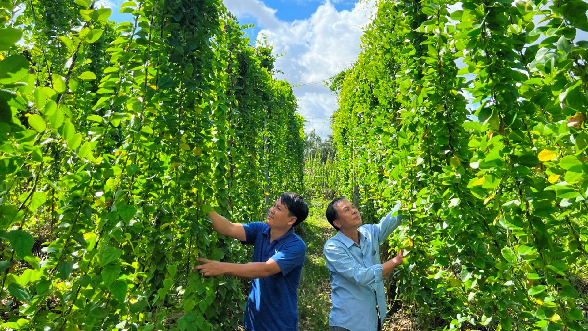 Vườn sương sâm lấy lá của anh Nguyễn Thanh Cường (trái) mang lại hiệu quả kinh tế cao. Vườn sương sâm lấy lá của anh Nguyễn Thanh Cường (trái) mang lại hiệu quả kinh tế cao.