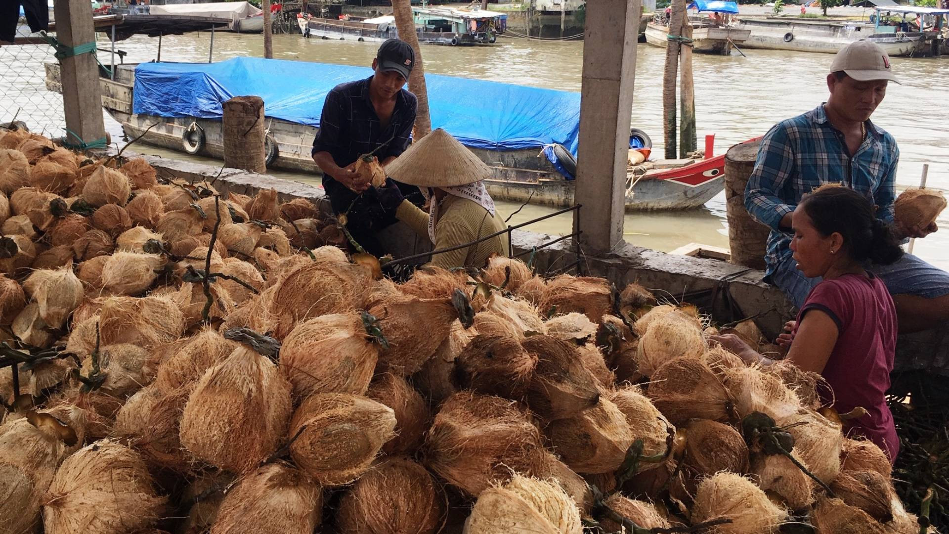 Mua bán dừa nguyên liệu là nghề truyền thống của người dân tại chợ Thom (huyện Mỏ Cày Nam, tỉnh Bến Tre). (Ảnh: HOÀNG TRUNG)