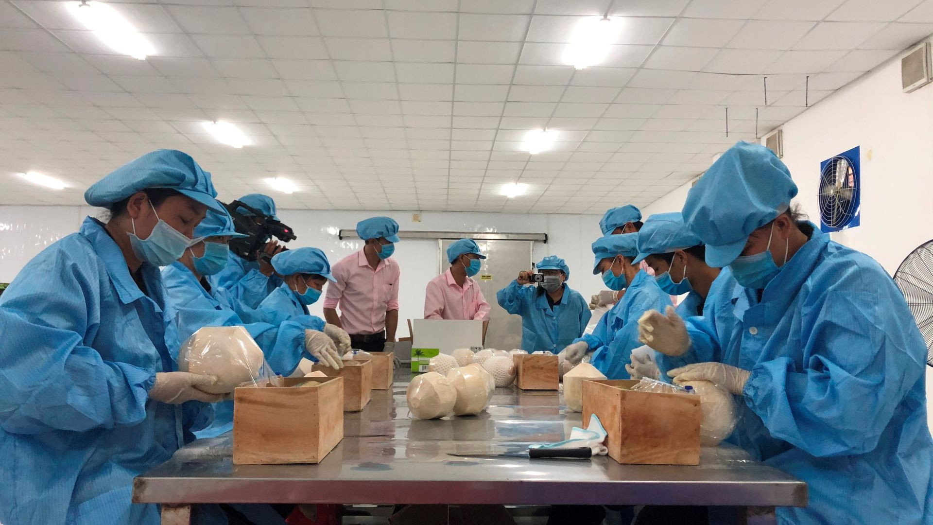 Sơ chế dừa tươi xuất khẩu tại Bến Tre. Sơ chế dừa tươi xuất khẩu tại Bến Tre.