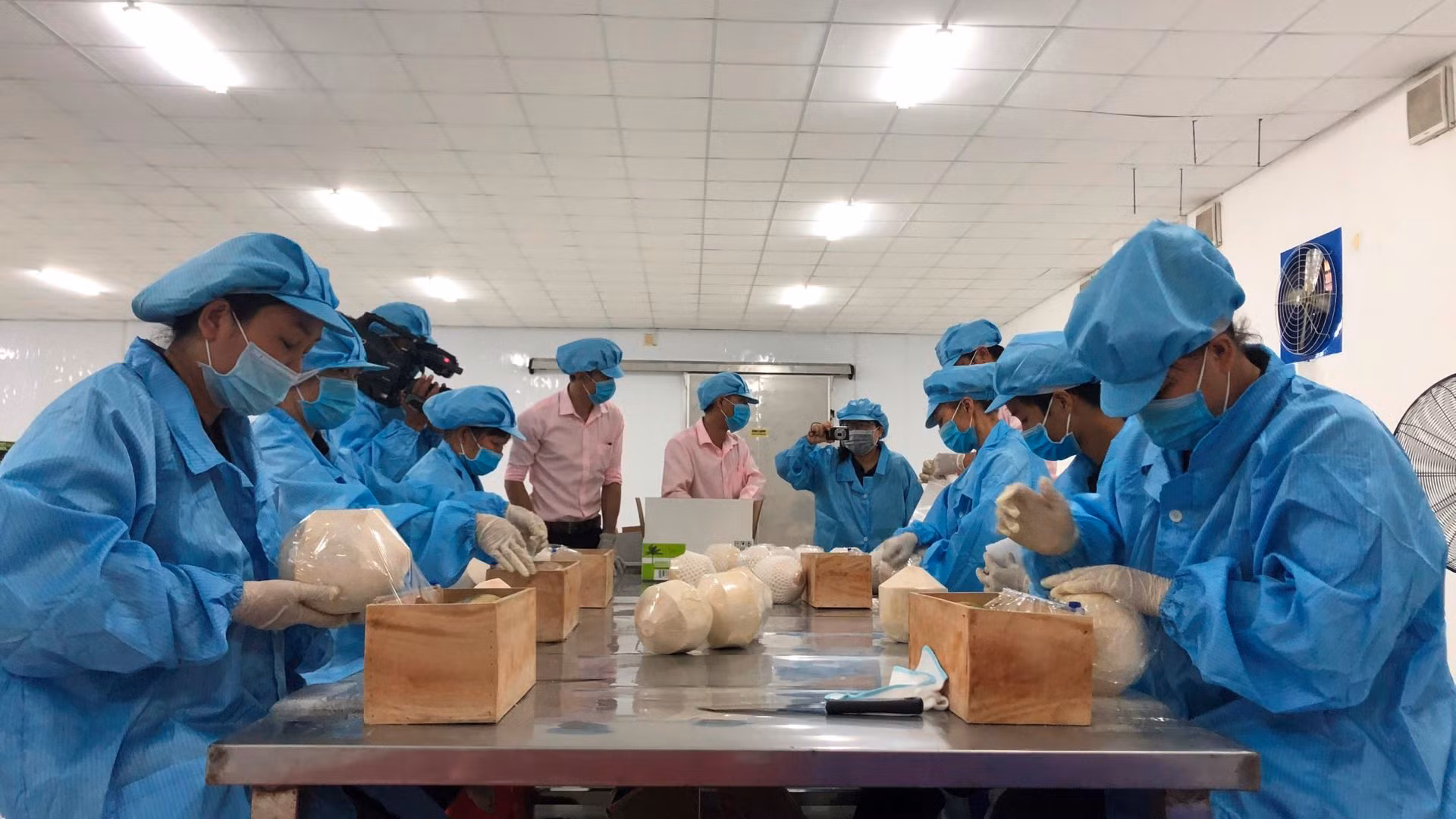 Sơ chế dừa tươi xuất khẩu tại Bến Tre. Sơ chế dừa tươi xuất khẩu tại Bến Tre.