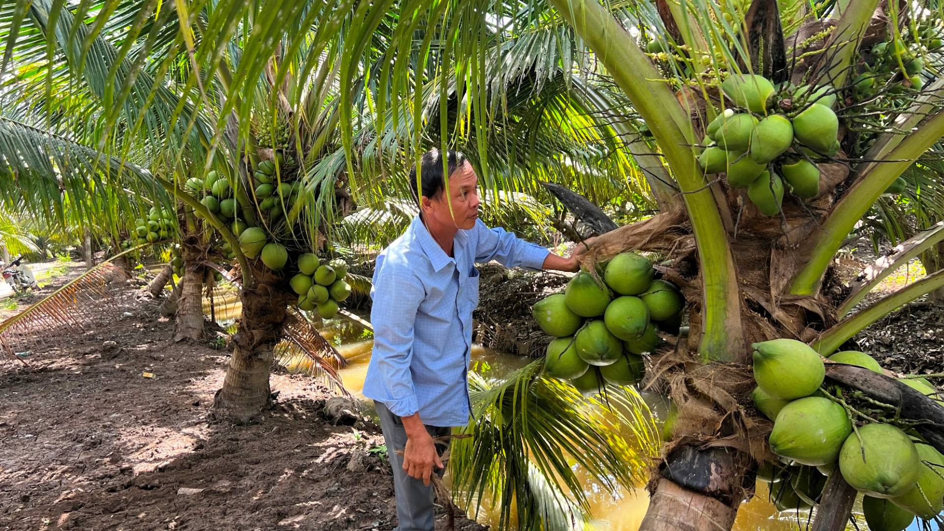 Trồng dừa hữu cơ, hướng đến phát triển bền vững tại Bến Tre. (Ảnh: HOÀNG TRUNG)