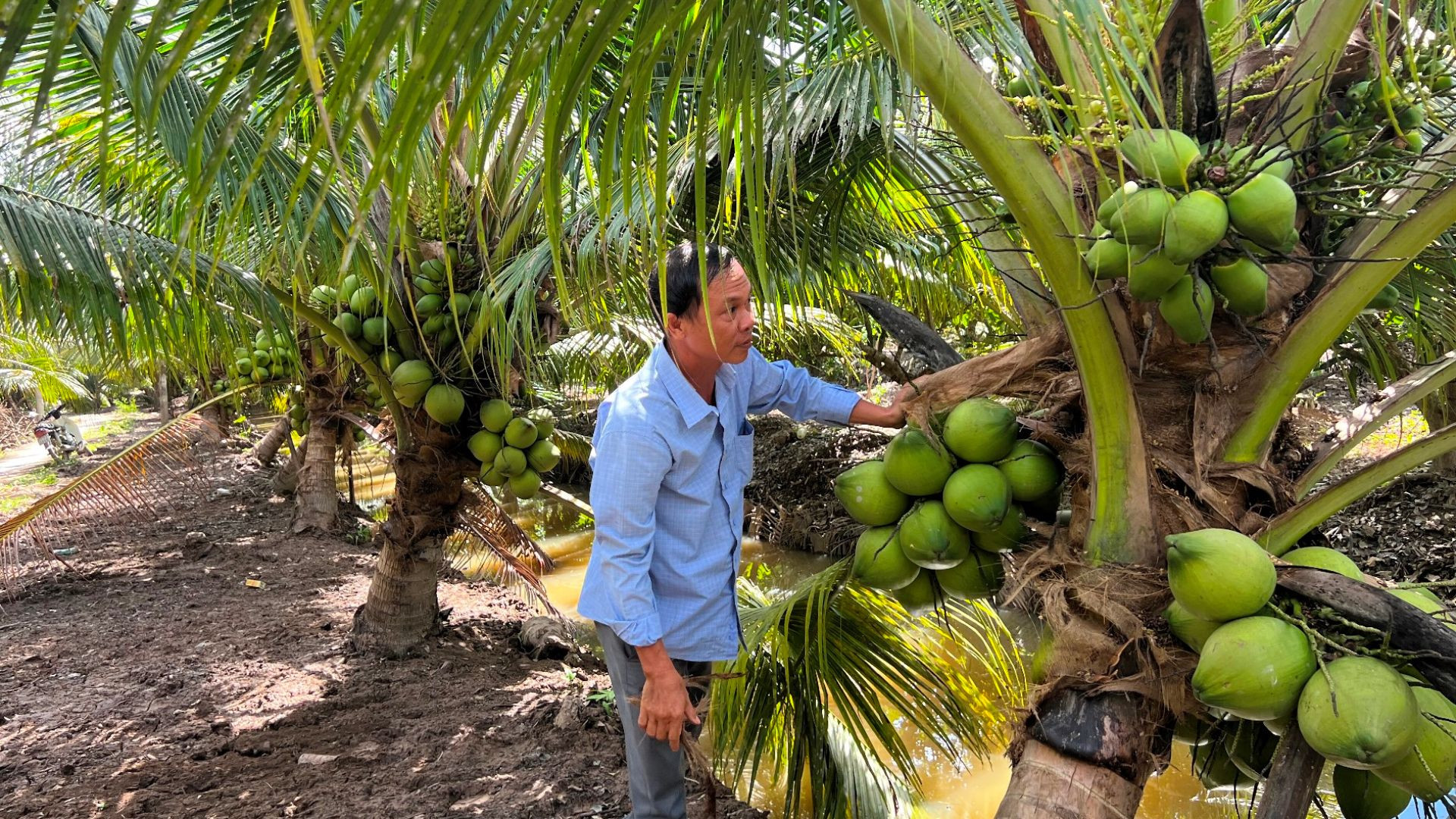 Người dân chuyển đổi sang trồng dừa xiêm xanh xuất khẩu. Người dân chuyển đổi sang trồng dừa xiêm xanh xuất khẩu.