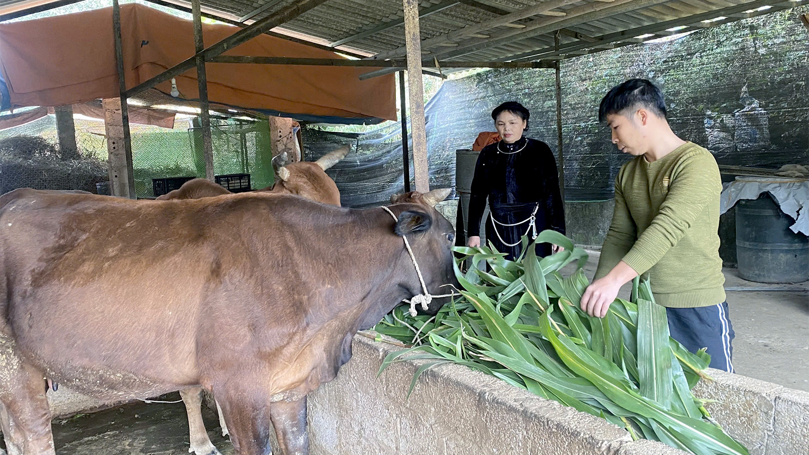 Gia đình anh Phàng Đức Cảnh, thôn Bờ Hồ, xã Kháng Nhật, huyện Sơn Dương được hưởng những chính sách vay vốn phát triển chăn nuôi bò, vươn lên thoát nghèo.