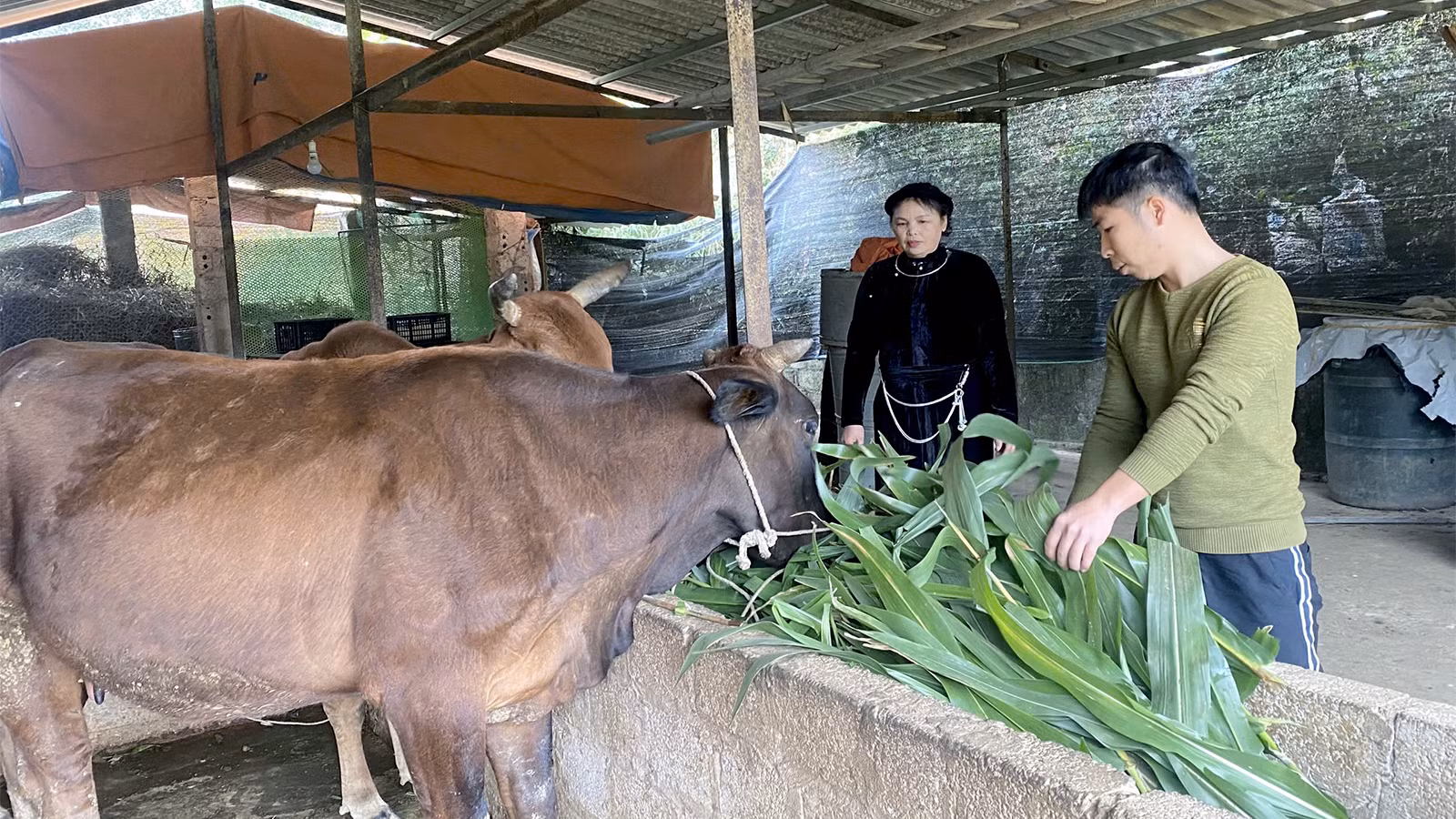 Gia đình anh Phàng Đức Cảnh, thôn Bờ Hồ, xã Kháng Nhật, huyện Sơn Dương được hưởng những chính sách vay vốn phát triển chăn nuôi bò, vươn lên thoát nghèo.