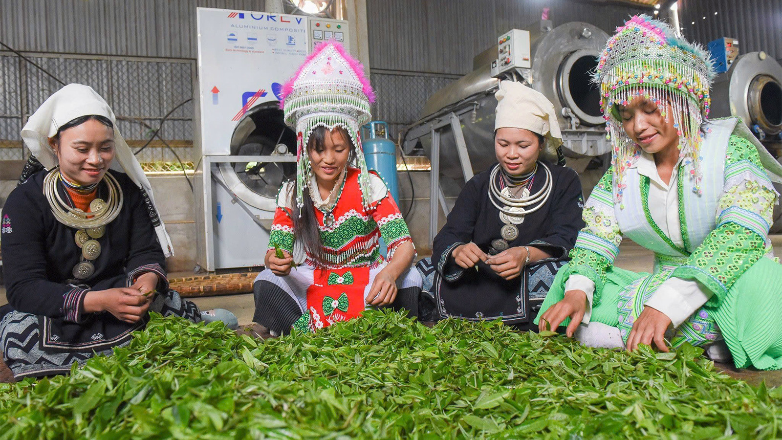 Đồng bào dân tộc thiểu số xã Hồng Thái, huyện Na Hang phát triển kinh tế nhờ trồng, thu hái chè đặc sản.