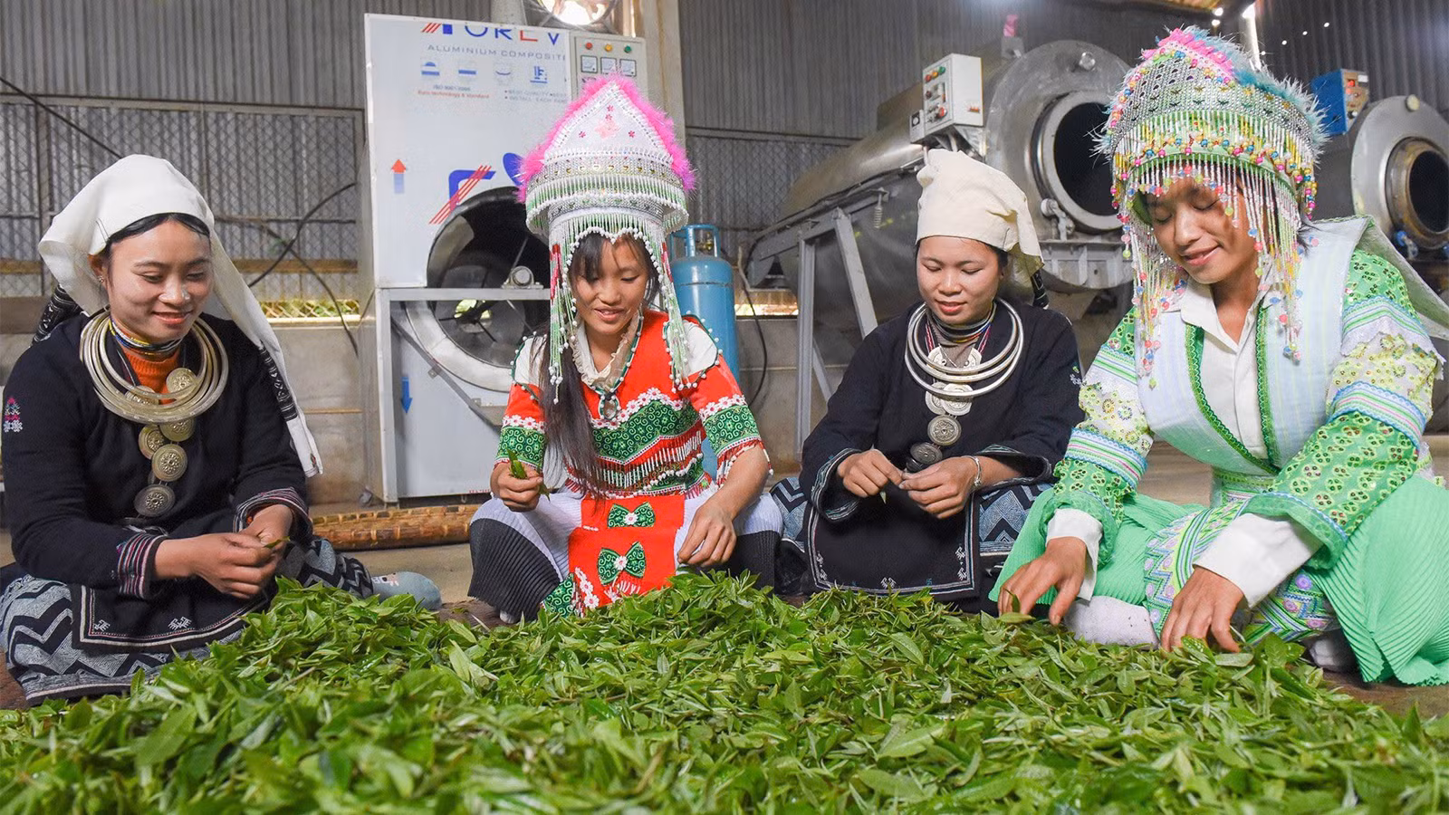 Đồng bào dân tộc thiểu số xã Hồng Thái, huyện Na Hang phát triển kinh tế nhờ trồng, thu hái chè đặc sản.