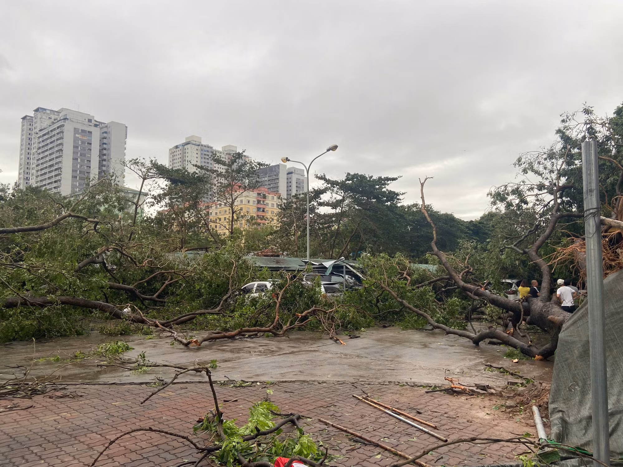 Hàng rào, cây lớn đổ rạp tại bãi trông giữ xe Bán đảo Linh Đàm, phường Hoàng Liệt, quận Hoàng Mai, Hà Nội. (Ảnh: ĐĂNG PHI) Hàng rào, cây lớn đổ rạp tại bãi trông giữ xe Bán đảo Linh Đàm, phường Hoàng Liệt, quận Hoàng Mai, Hà Nội. (Ảnh: ĐĂNG PHI)