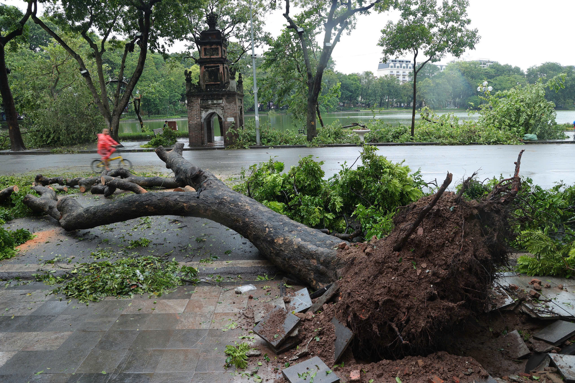 Cây đổ ven Hồ Hoàn Kiếm, Hà Nội. (Ảnh: HÀ NAM)