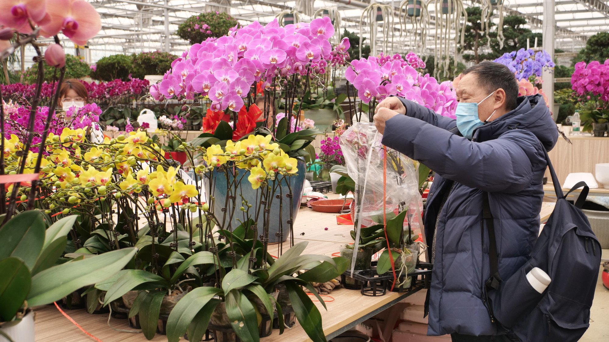 Giá mỗi cành lan dao động trong khoảng từ 15-50 nhân dân tệ tùy chủng loại. Giá mỗi cành lan dao động trong khoảng từ 15-50 nhân dân tệ tùy chủng loại.