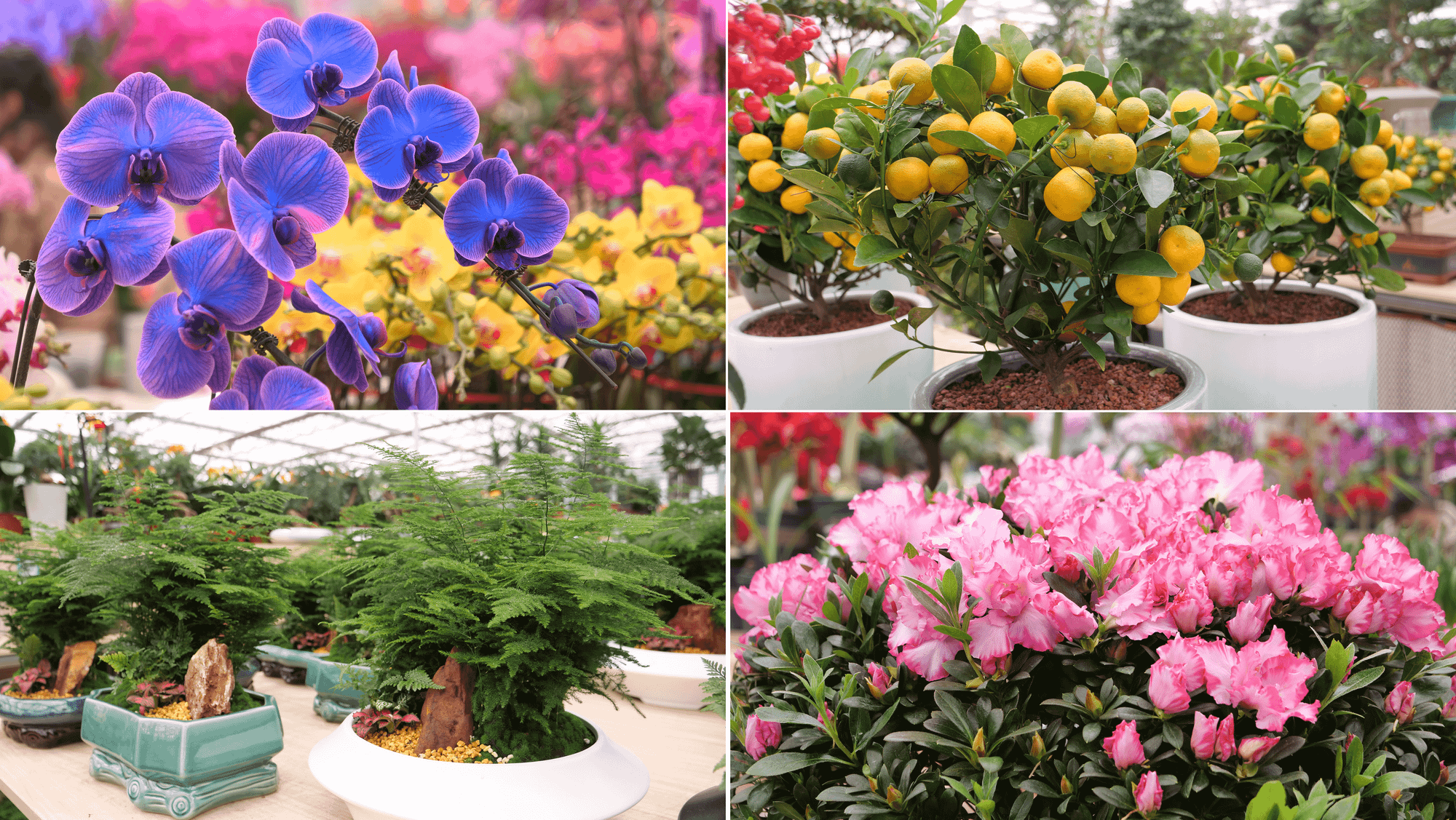 Đủ các loại hoa khoe sắc, cây bon sai khoe dáng như: lan, quất, thủy tùng, mẫu đơn... Đủ các loại hoa khoe sắc, cây bon sai khoe dáng như: lan, quất, thủy tùng, mẫu đơn...