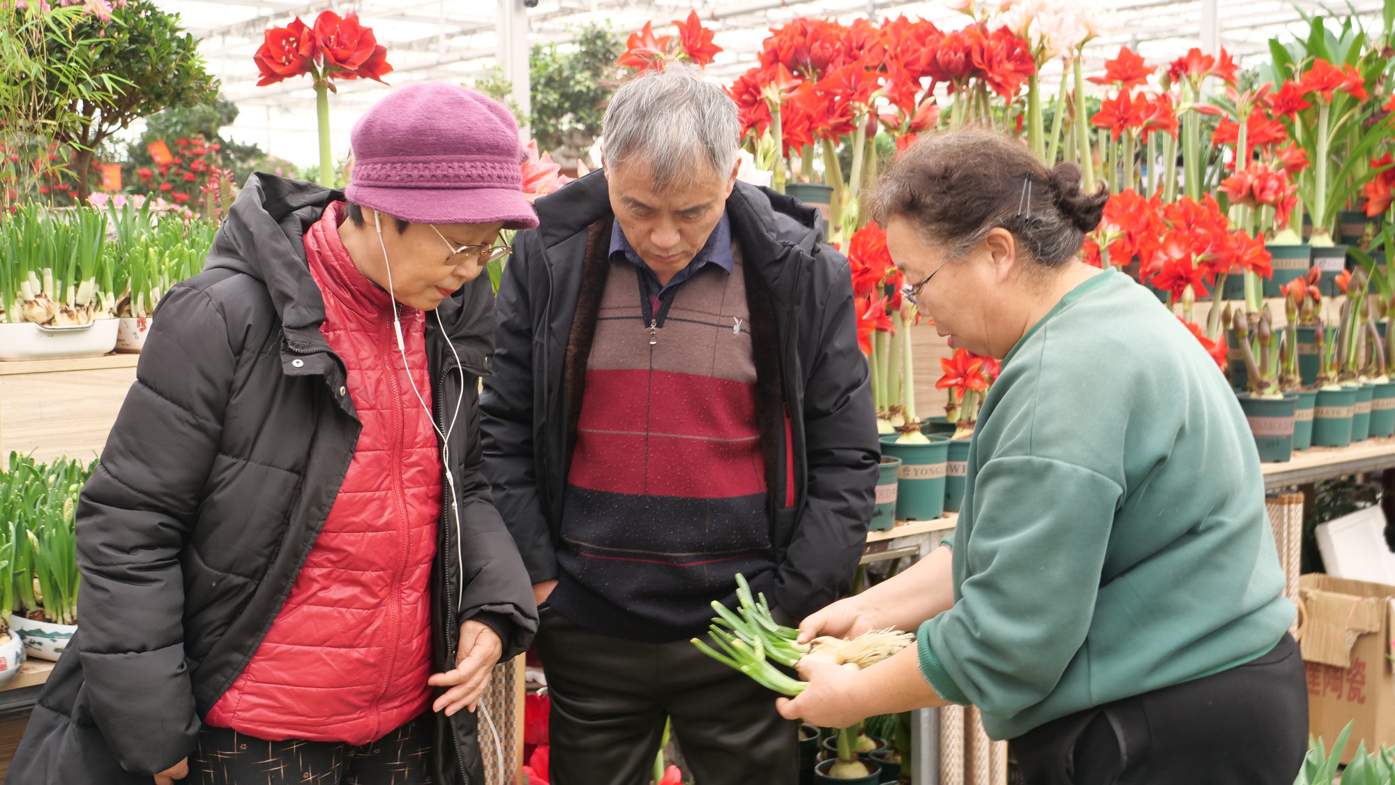 Một cặp vợ chồng già hỏi mua củ hoa thủy tiên về gọt - thú chơi tao nhã của lớp người già khi Tết đến xuân về. Một cặp vợ chồng già hỏi mua củ hoa thủy tiên về gọt - thú chơi tao nhã của lớp người già khi Tết đến xuân về.