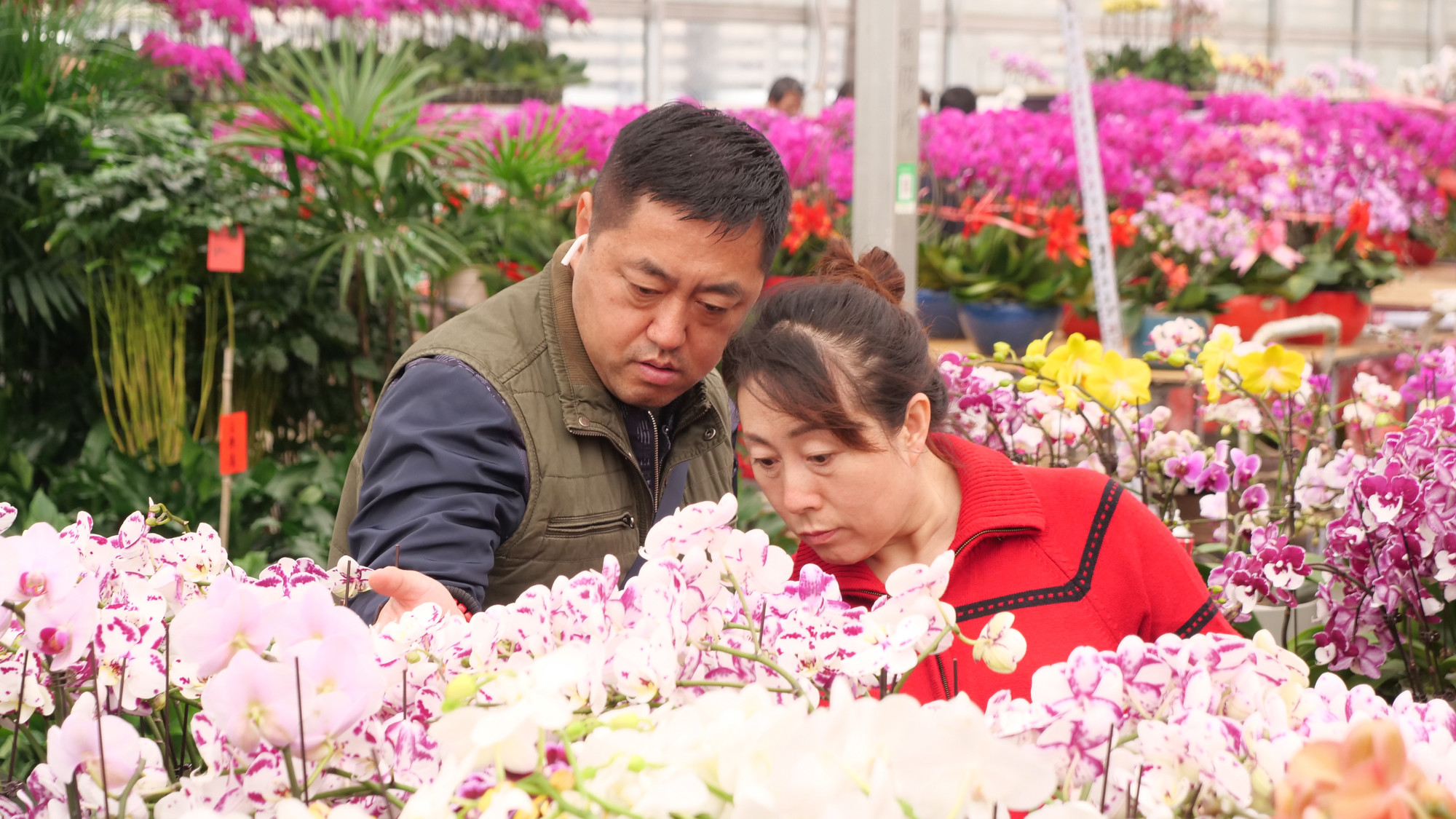 Một cặp vợ chồng "tâm đầu ý hợp" xem và chọn hoa lan. Một cặp vợ chồng "tâm đầu ý hợp" xem và chọn hoa lan.