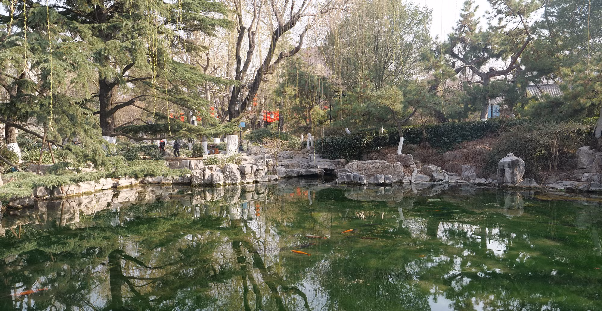 Hàng cây tùng xanh mướt soi bóng bên hồ suối.