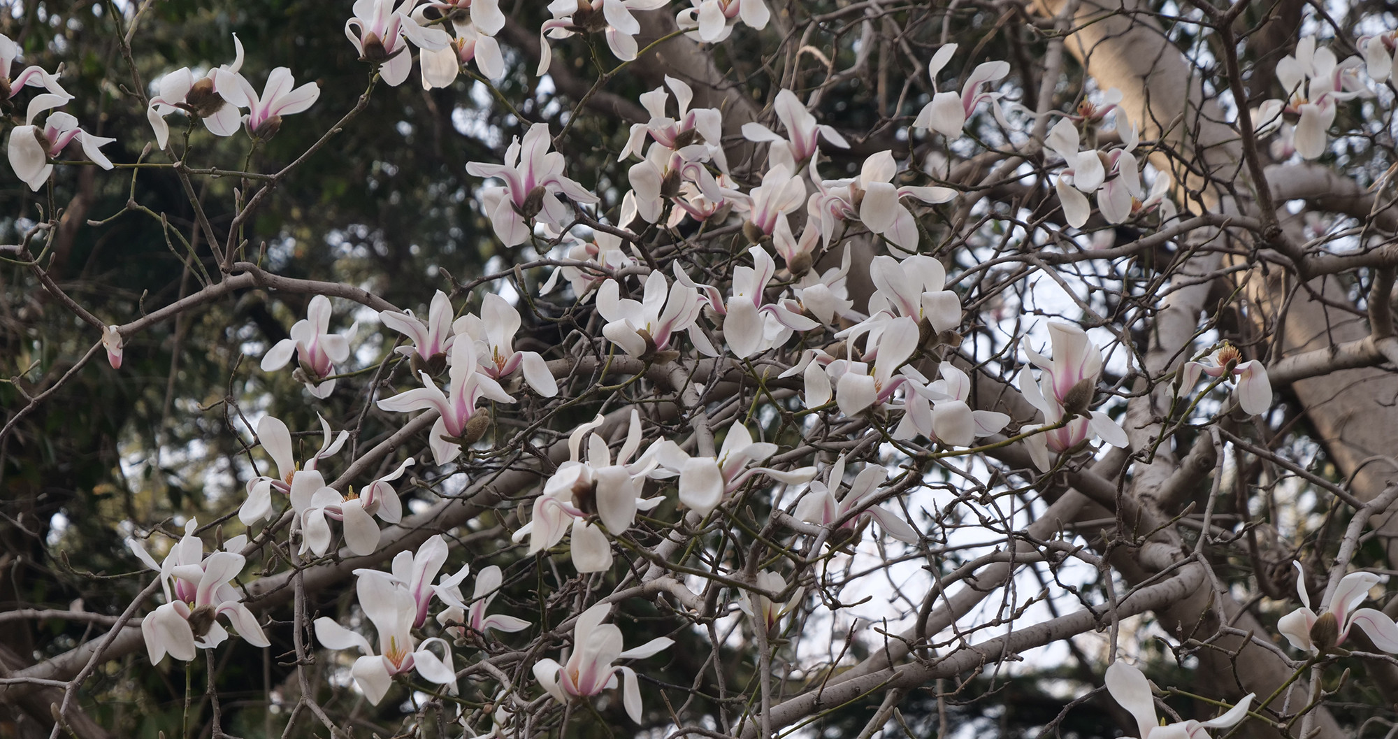 Hoa mộc lan đã bung nở trong công viên Báo Đột Tuyền.