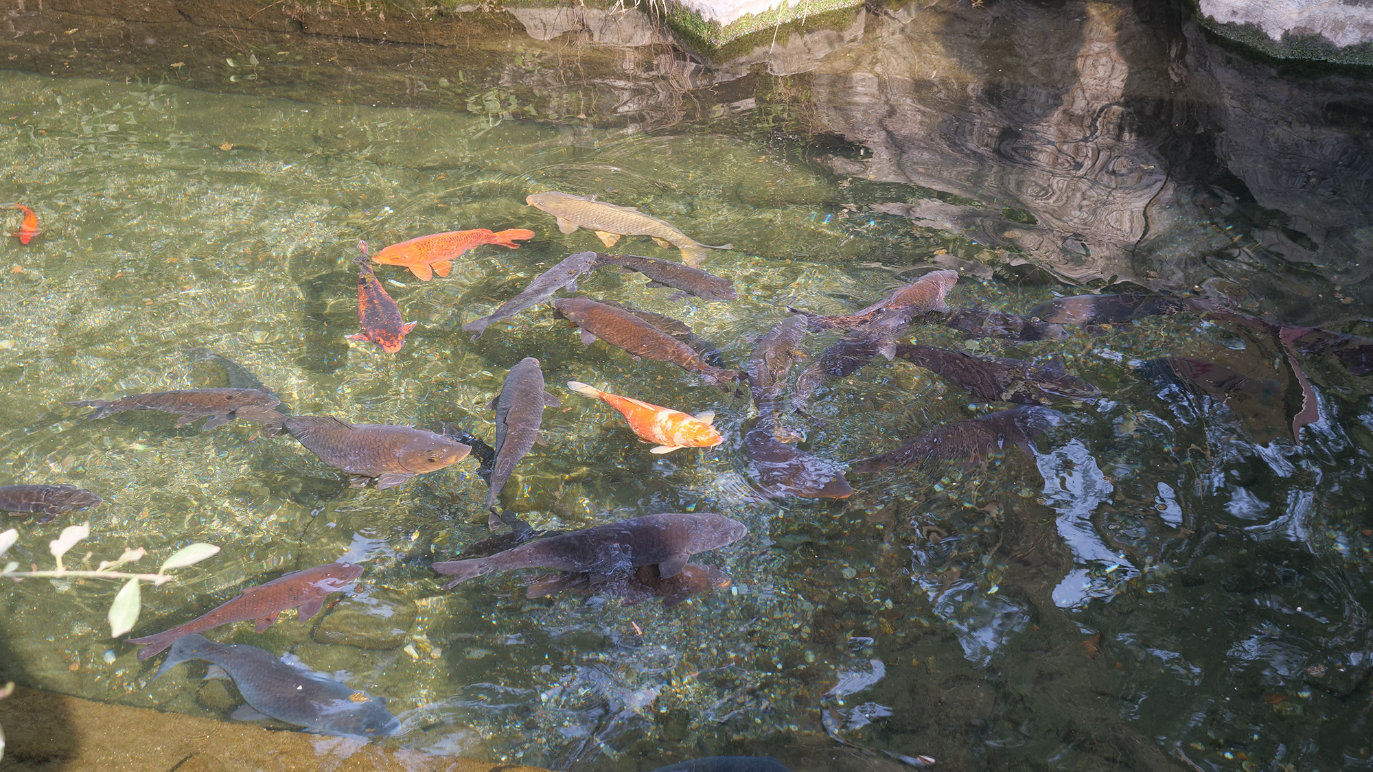 Nước suối trong nhìn thấu đến tận đáy ở công viên.