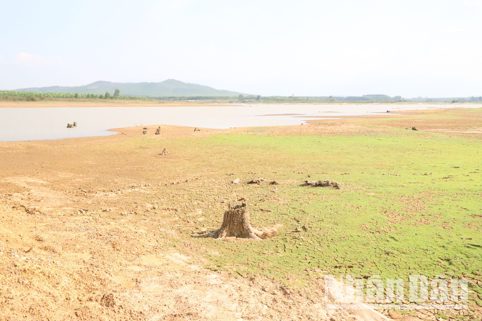 Nếu nắng nóng tiếp tục kéo dài, dự báo đến cuối vụ, toàn tỉnh Đắk Lắk sẽ có khoảng 8.000 ha cây trồng các loại thiếu nước tưới, trong đó có 6.000 ha cây ngắn ngày và 2.000 ha cây dài ngày.