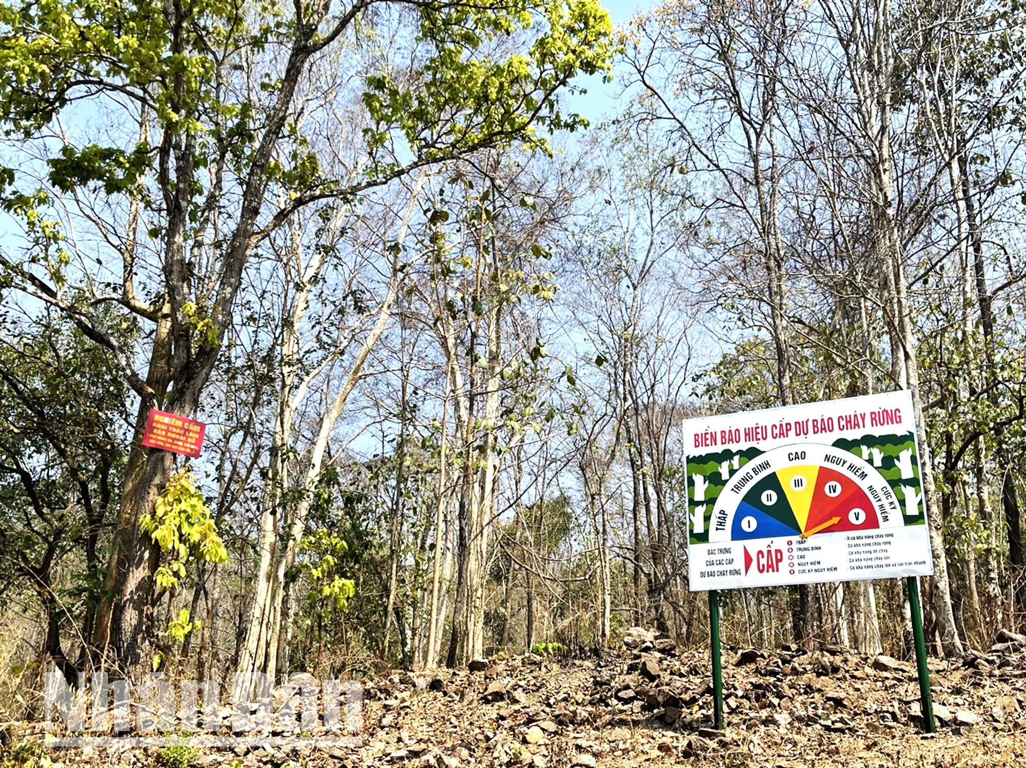 Nắng nóng kéo dài không chỉ ảnh hưởng sản xuất nông nghiệp mà trên địa bàn tỉnh Đắk Lắk còn có hàng trăm nghìn héc-ta rừng tự nhiên có nguy cơ cháy cao.