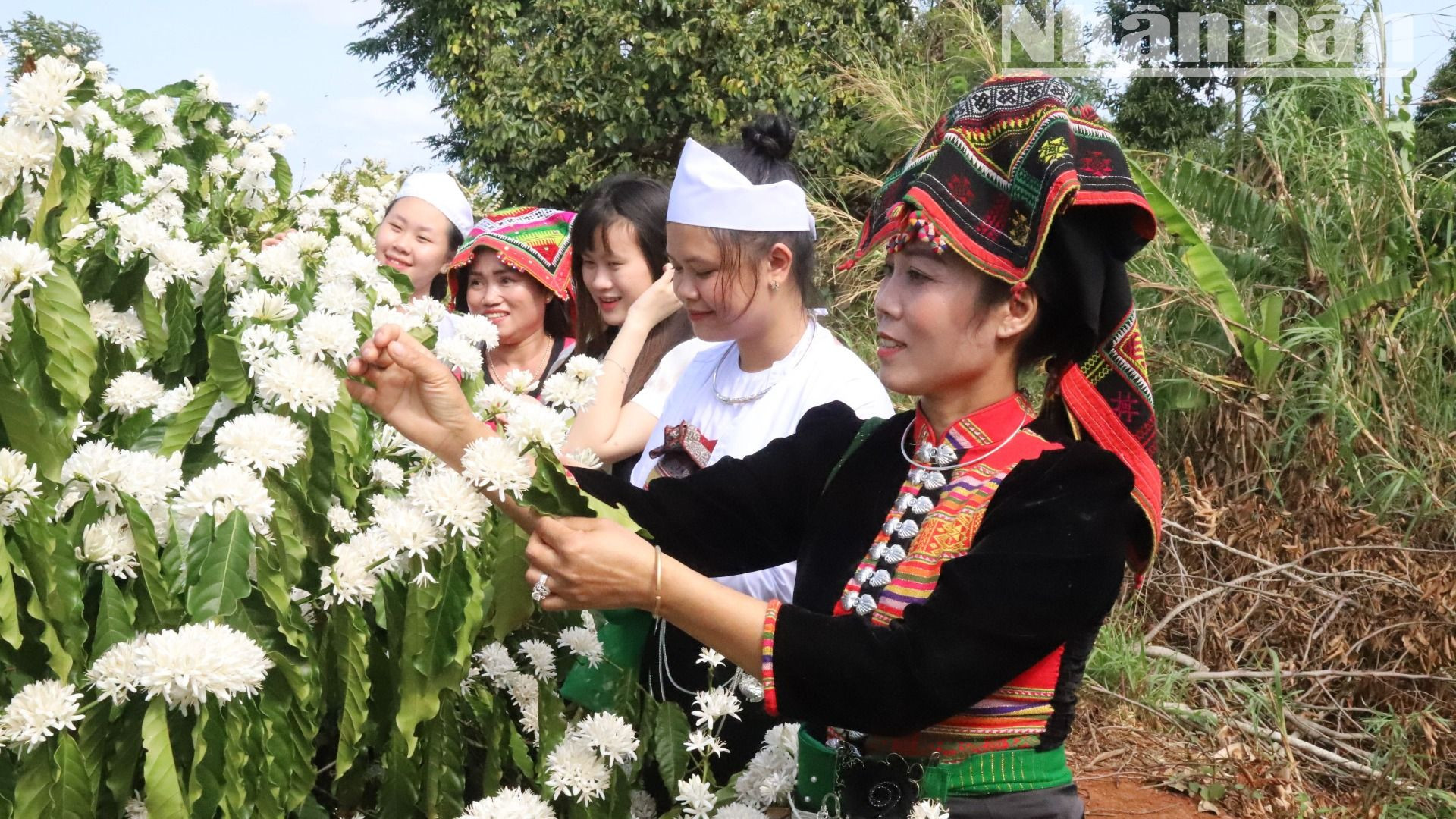 Mùa hoa cà-phê ở Tây Nguyên thường nở thành 3-4 đợt và nối tiếp nhau kéo dài cho đến hết mùa xuân.