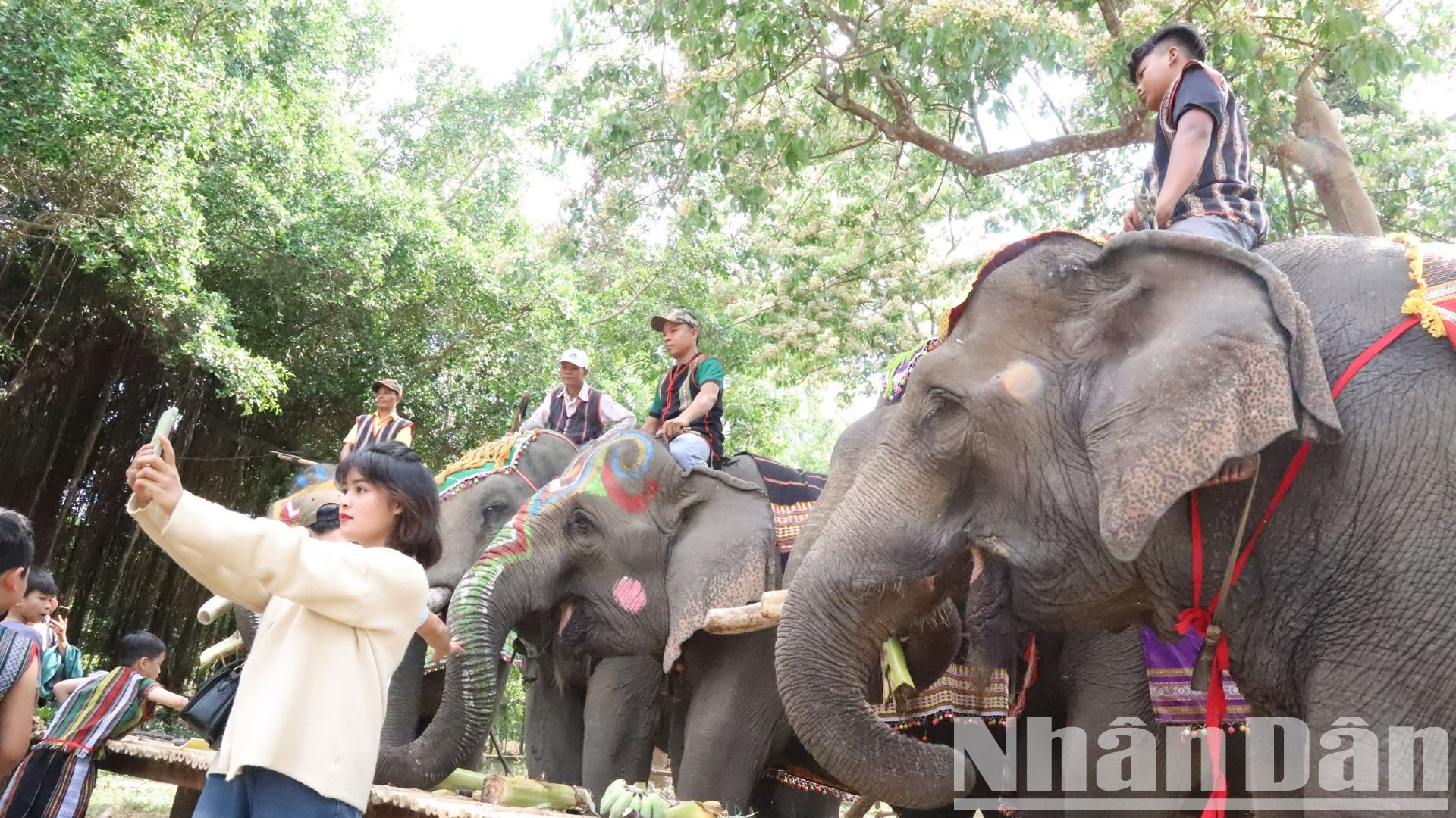 Những chú voi của Trung tâm du lịch cầu treo Buôn Đôn được trang điểm đẹp mắt chuẩn bị tham gia Hội voi.
