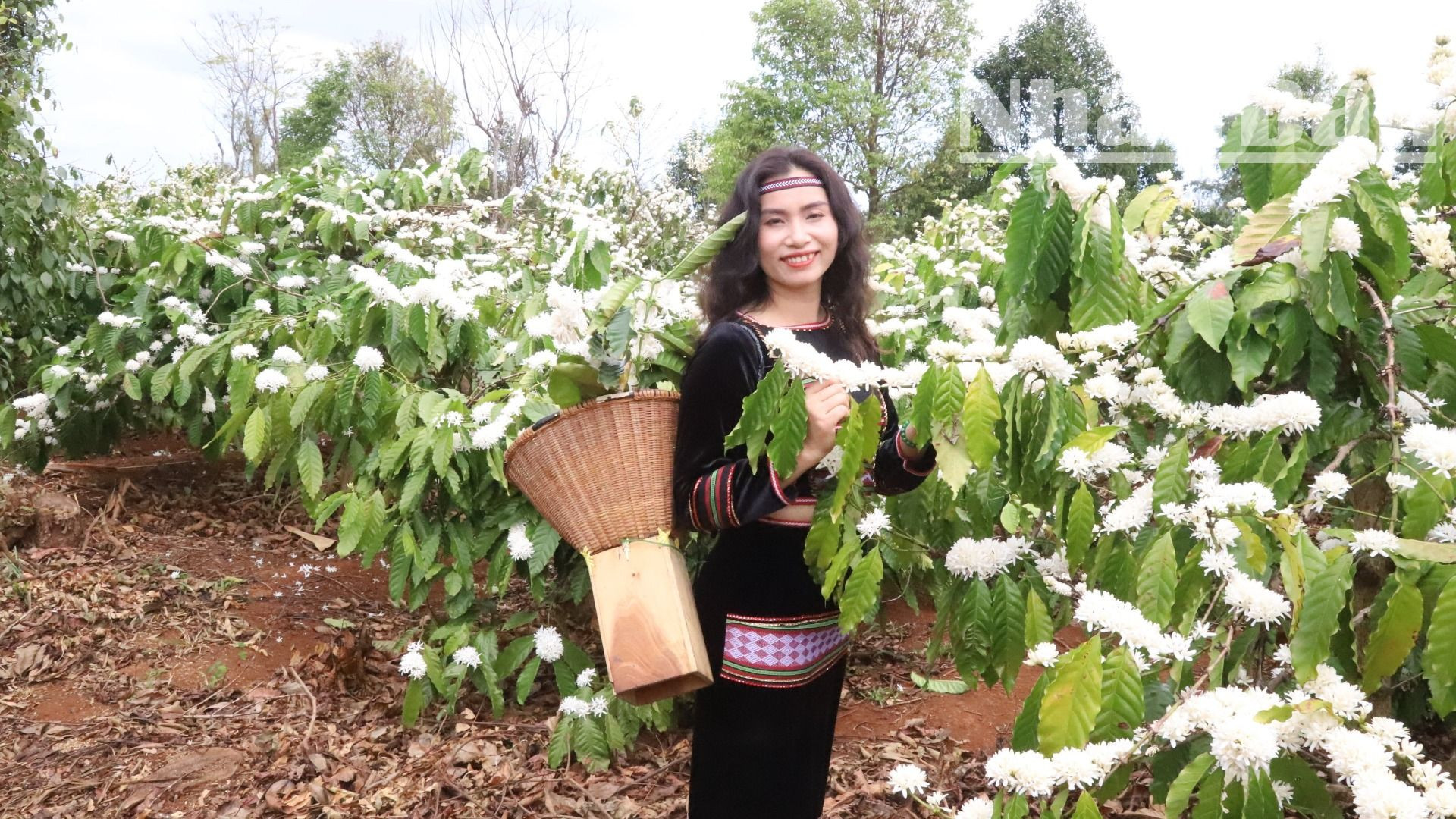 Cô gái Ê-đê duyên dáng trong vườn hoa cà-phê.