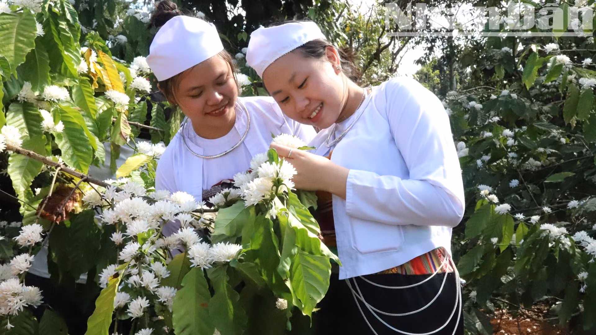 Không ai cưỡng được trước vẻ đẹp trắng muốt, tinh khôi và thơm ngát của hoa cà-phê.