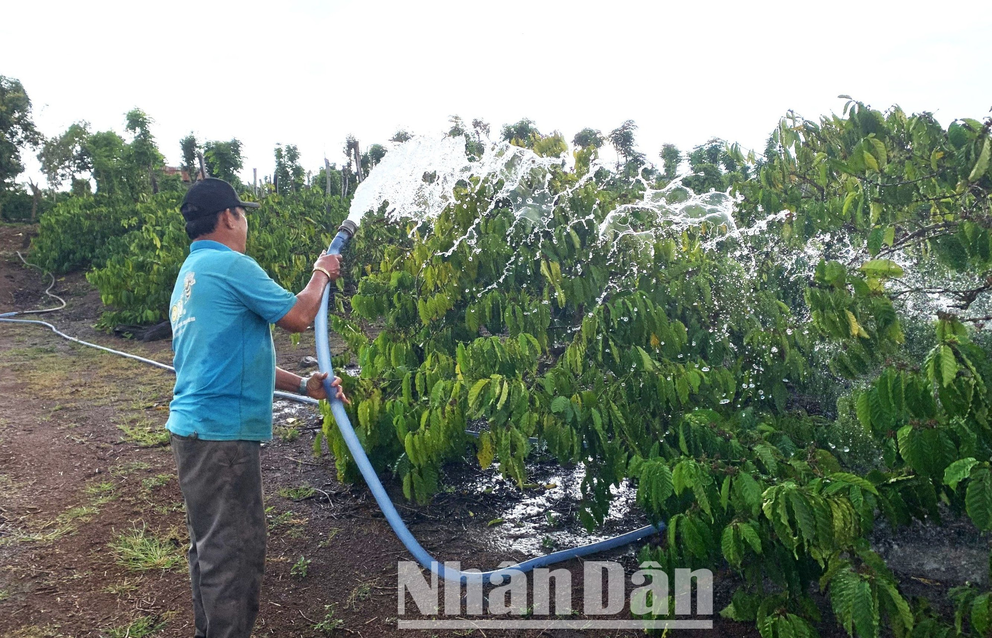 Nông dân huyện Cư M'gar sử dụng nguồn nước giếng khoan để tưới cà-phê.