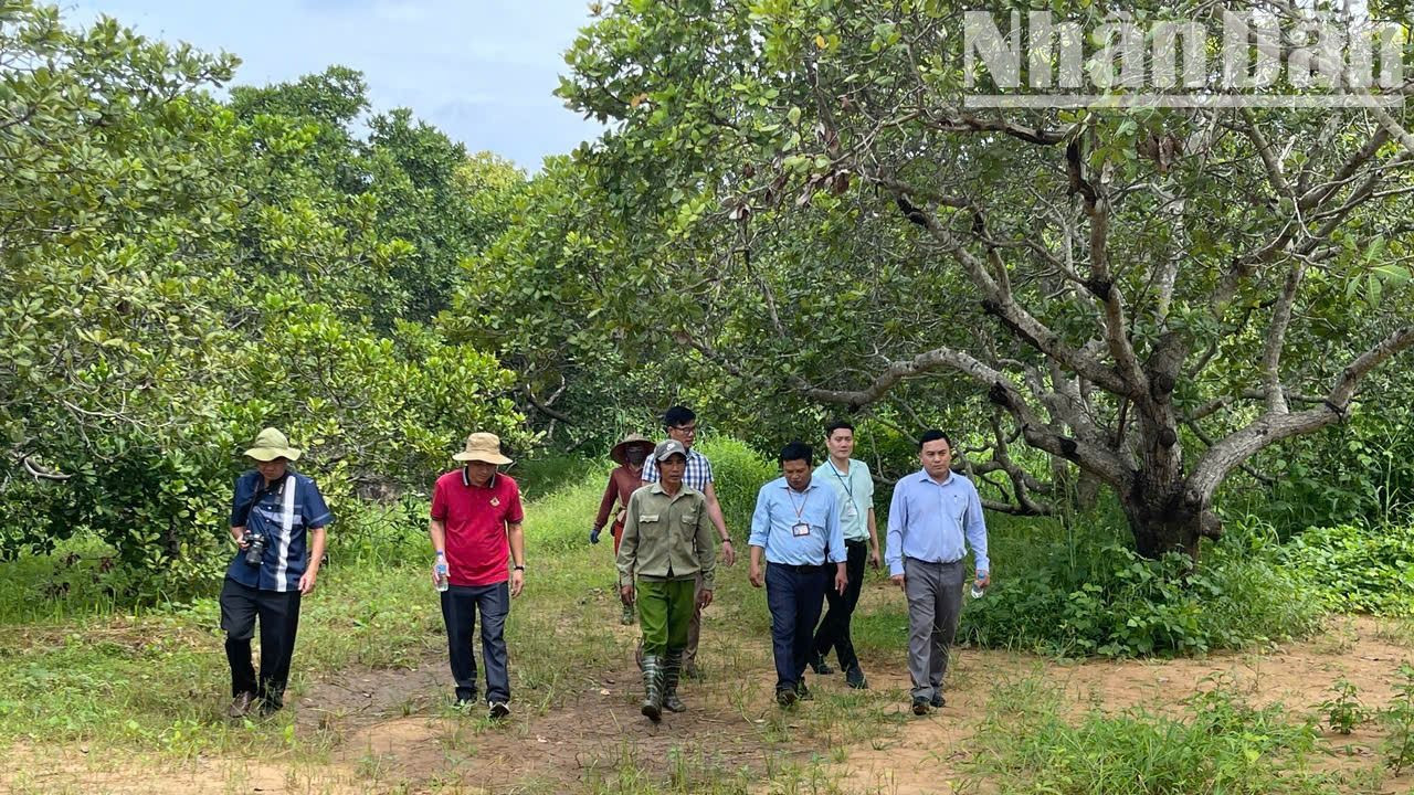 Khu vực khai quật thuộc Di chỉ khảo cổ học Thác Hai nằm trong vườn điều của ông Nguyễn Văn Long, ở thôn 6, xã Ia Jlơi, huyện Ea Súp. Khu vực khai quật thuộc Di chỉ khảo cổ học Thác Hai nằm trong vườn điều của ông Nguyễn Văn Long, ở thôn 6, xã Ia Jlơi, huyện Ea Súp.