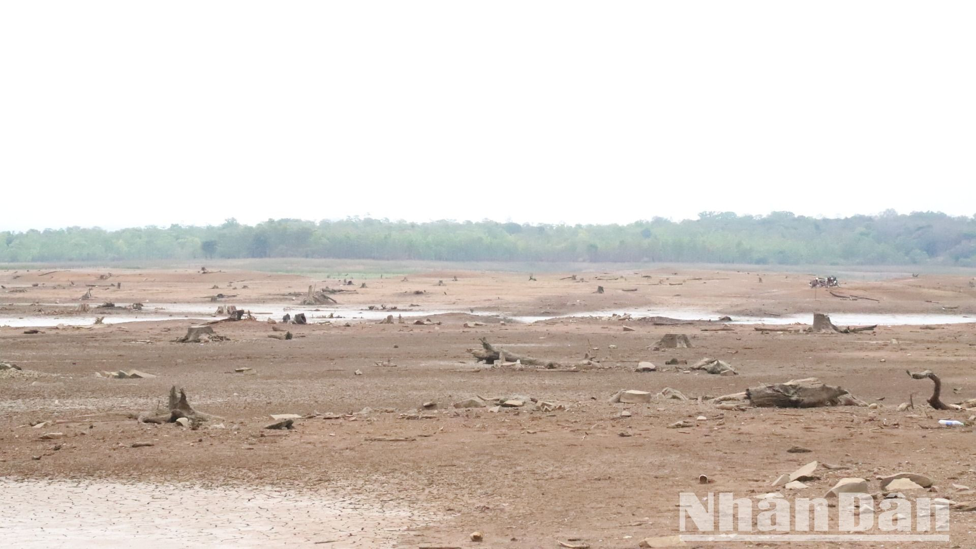 Những gốc cây rừng bao năm nay chìm sâu dưới lòng hồ nay trơ trên mặt đất.