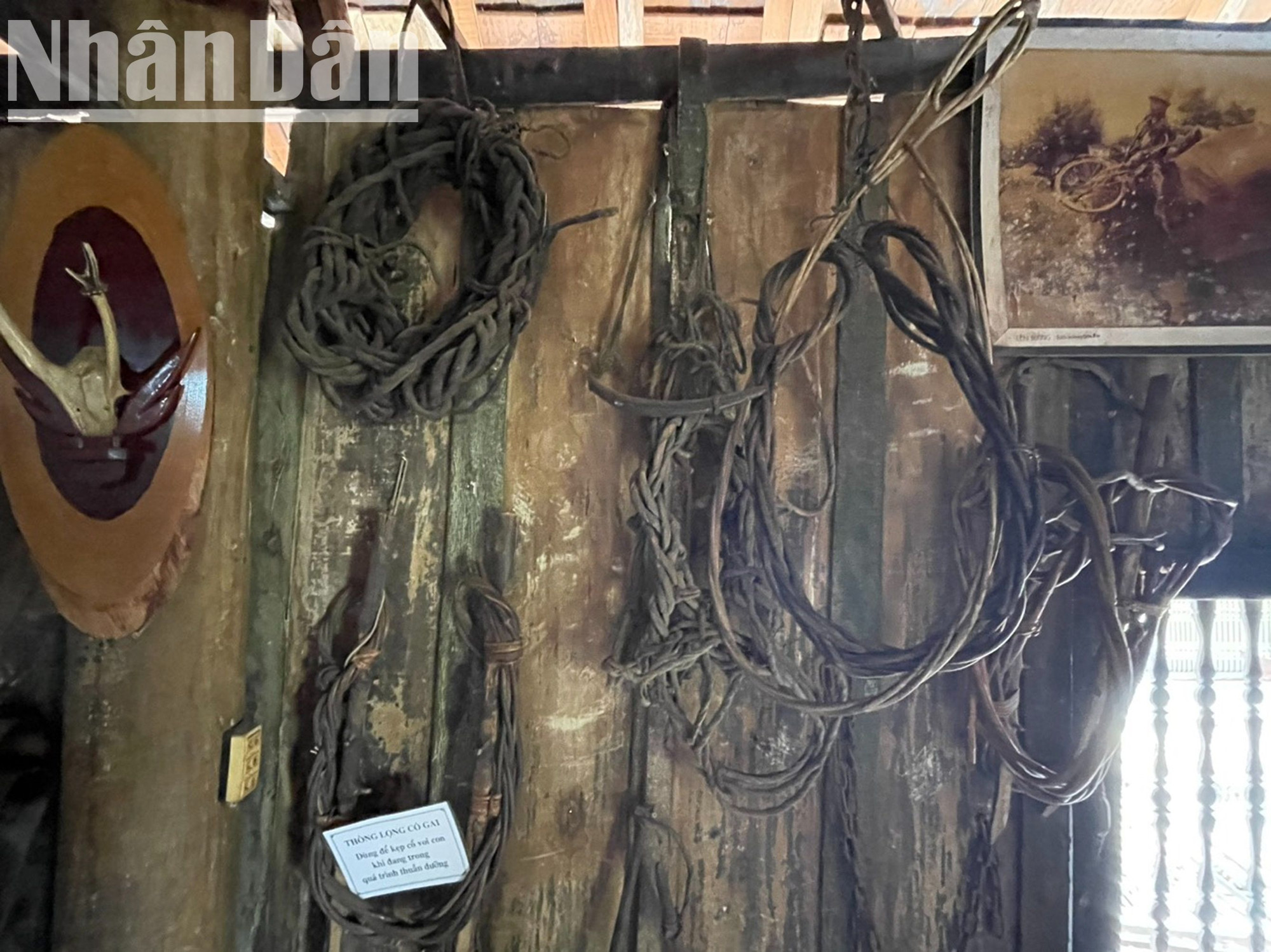 Đây là những dây thọng lọng có gai dùng để kẹp cổ voi con khi đang trong quá trình thuần dưỡng. Đây là những dây thọng lọng có gai dùng để kẹp cổ voi con khi đang trong quá trình thuần dưỡng.