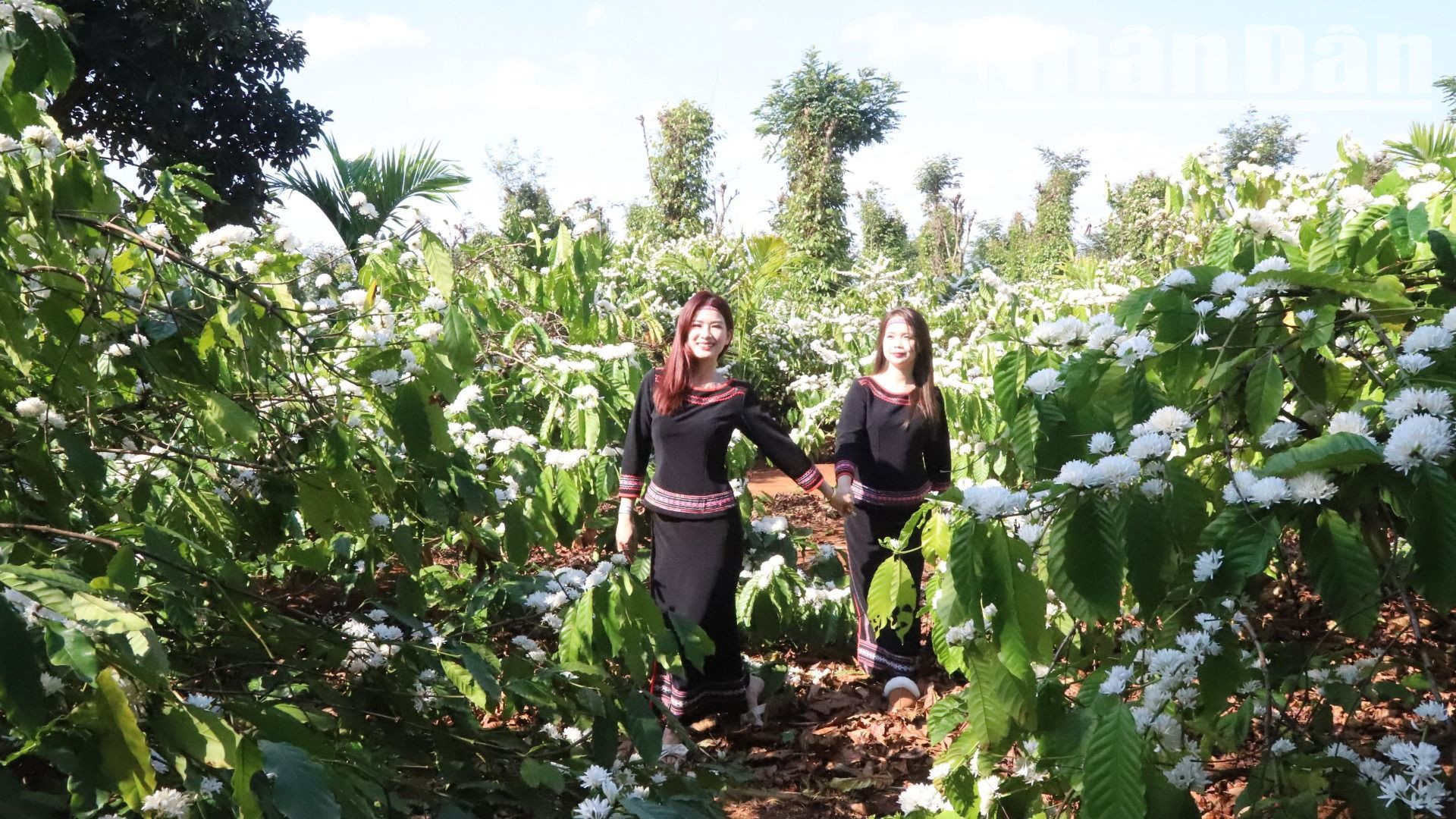 Tháng 3, cũng là mùa các cô gái Ê-đê lên nương rẫy chăm sóc vườn cà-phê.