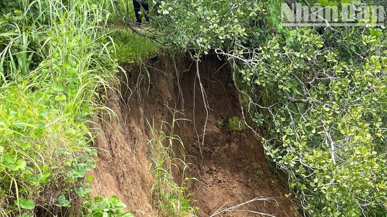 Tuy nhiên, đến nay các ngành chức năng của tỉnh Đắk Lắk và chính quyền địa phương vẫn chưa tìm được phương án xử lý sạt lở và cần nguồn kinh phí lớn. Tuy nhiên, đến nay các ngành chức năng của tỉnh Đắk Lắk và chính quyền địa phương vẫn chưa tìm được phương án xử lý sạt lở và cần nguồn kinh phí lớn.