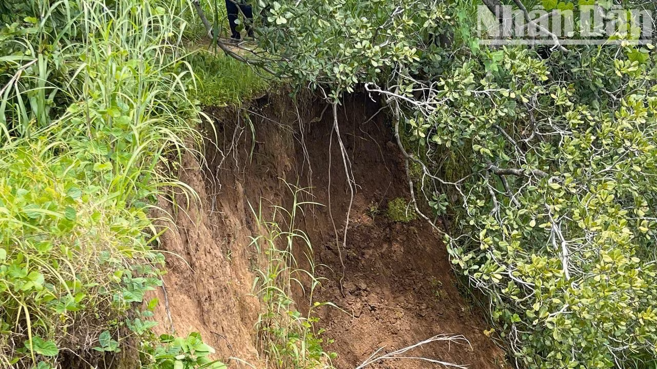 Tuy nhiên, đến nay các ngành chức năng của tỉnh Đắk Lắk và chính quyền địa phương vẫn chưa tìm được phương án xử lý sạt lở và cần nguồn kinh phí lớn. Tuy nhiên, đến nay các ngành chức năng của tỉnh Đắk Lắk và chính quyền địa phương vẫn chưa tìm được phương án xử lý sạt lở và cần nguồn kinh phí lớn.