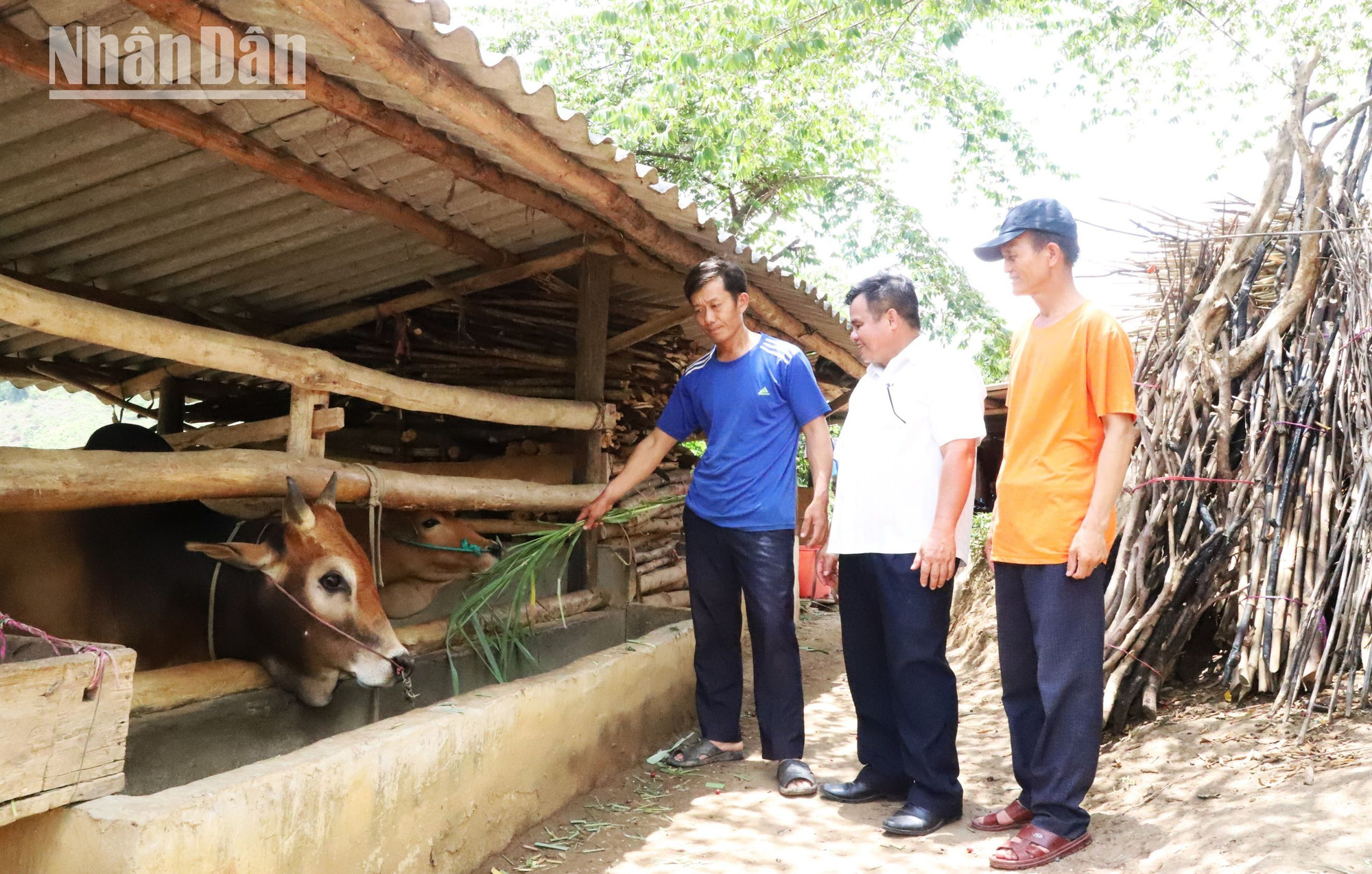 Dù không còn làm Bí thư Đảng ủy xã, nhưng cuối tuần đồng chí Nguyễn Văn Tâm (người đứng giữa) thăm các gia đình chăn nuôi bò từ "Ngân hàng bò sinh sản" do đồng chí thành lập, quản lý hỗ trợ để phát triển kinh tế gia đình.