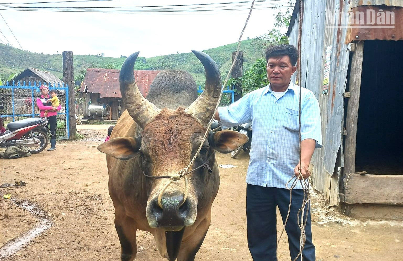Nhiều hộ đồng bào H'Mông di cư tự do vào Đắk Lắk phát triển nghề nuôi bò ổn định cuộc sống.