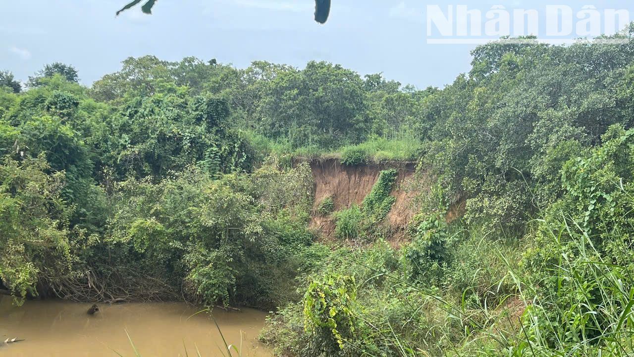 Vào mùa mưa hằng năm, nước sông Ea H’leo dâng cao và chảy xiết gây sạt lở nghiêm trọng ngay khu vực Di chỉ khảo cổ học Thác Hai. Vào mùa mưa hằng năm, nước sông Ea H’leo dâng cao và chảy xiết gây sạt lở nghiêm trọng ngay khu vực Di chỉ khảo cổ học Thác Hai.