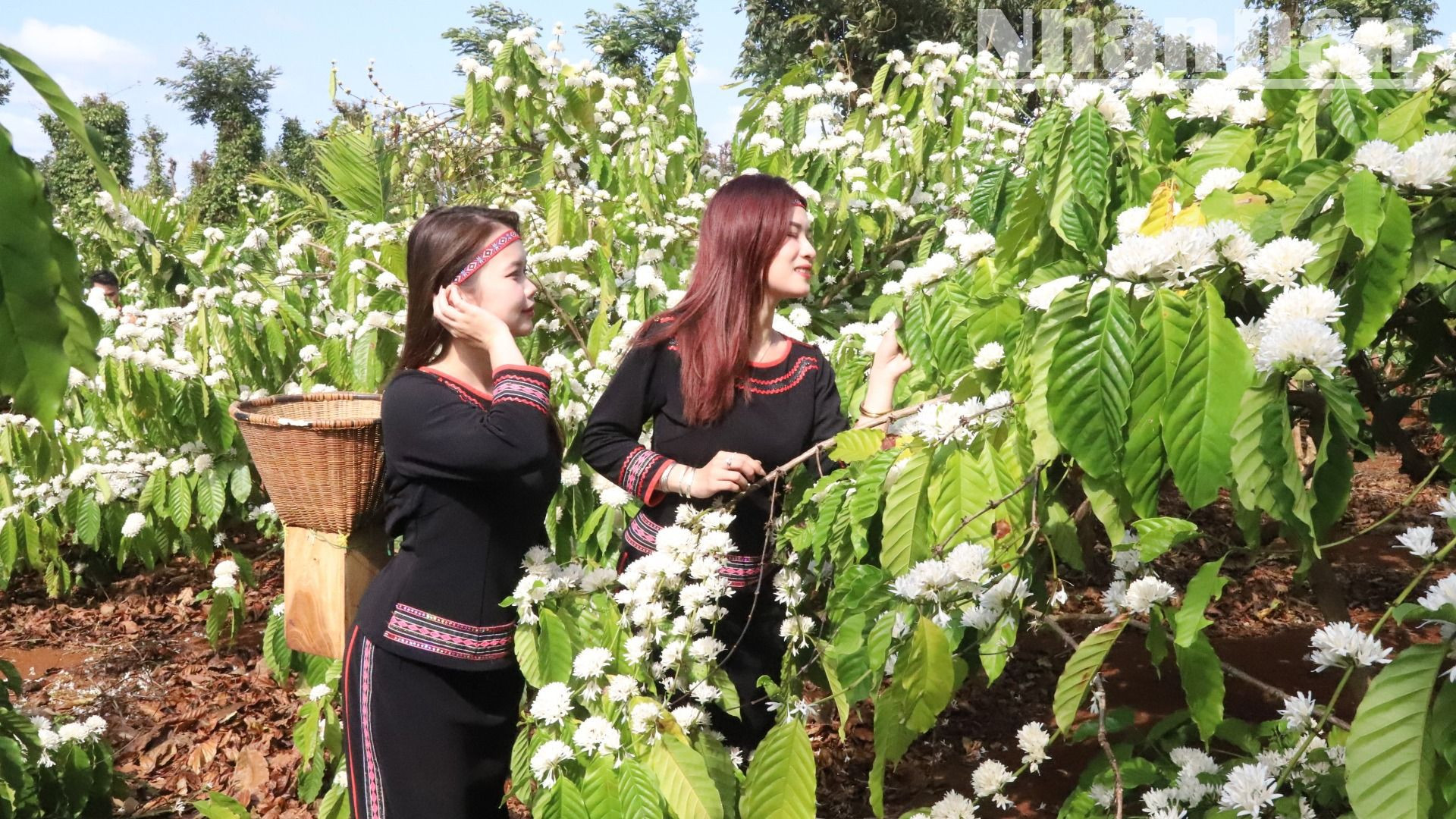 Nhờ làm cà-phê đã mang lại cuộc sống ấm no cho đồng bào các dân tộc bản địa ở Tây Nguyên.