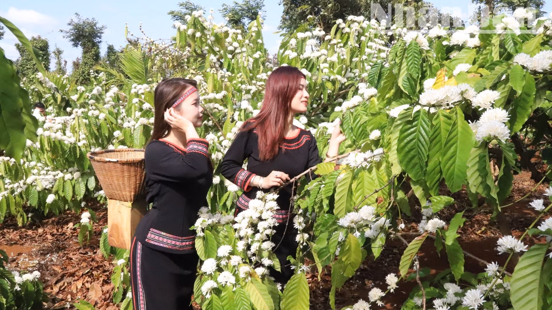 Nhờ làm cà-phê đã mang lại cuộc sống ấm no cho đồng bào các dân tộc bản địa ở Tây Nguyên.
