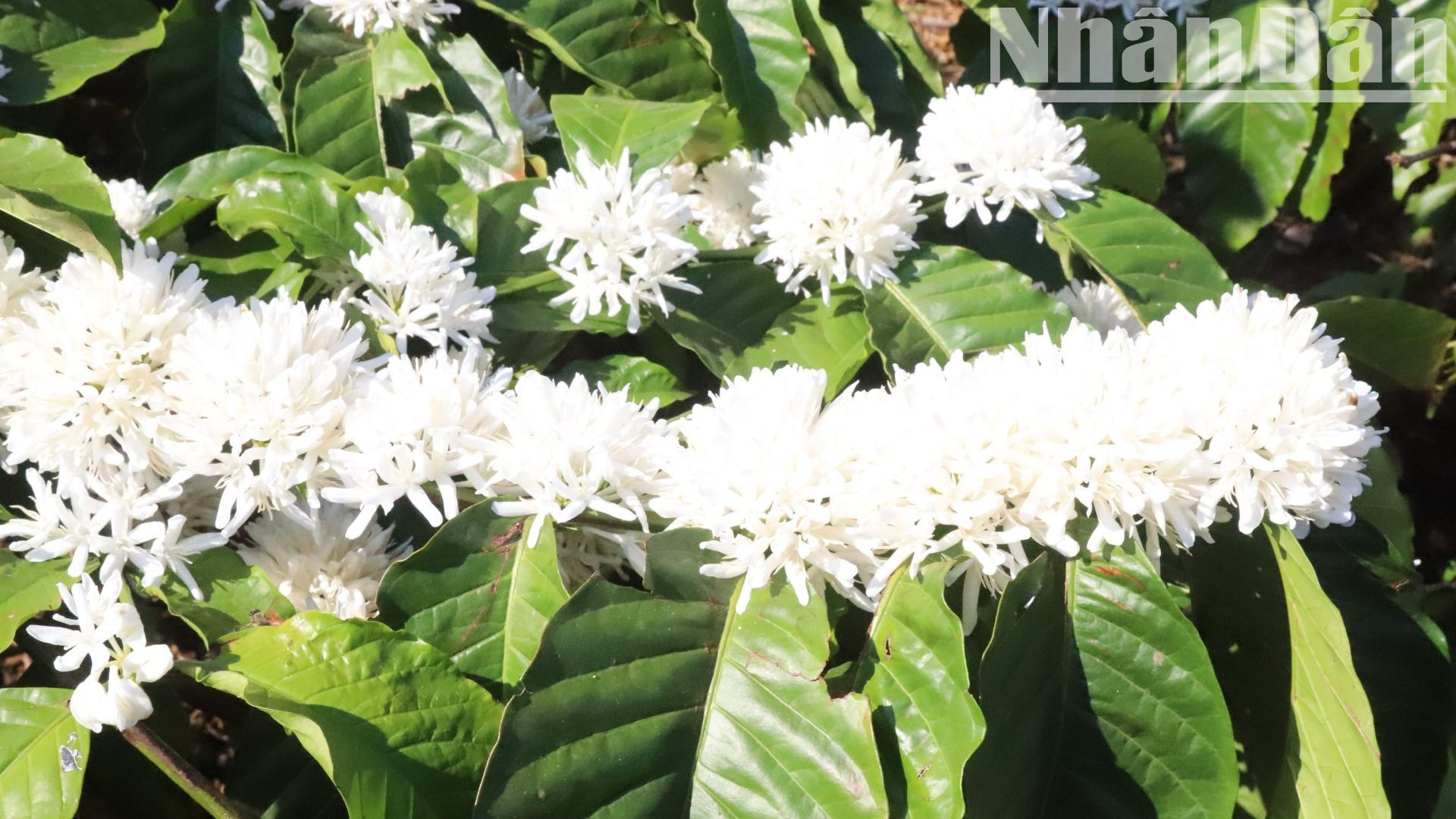 Hoa cà-phê trắng muốt và tinh khôi cộng với hương thơm đặc trưng rất quyến rũ và ngọt ngào làm cho núi đồi Tây Nguyên thêm phần thơ mộng và quyến rũ.