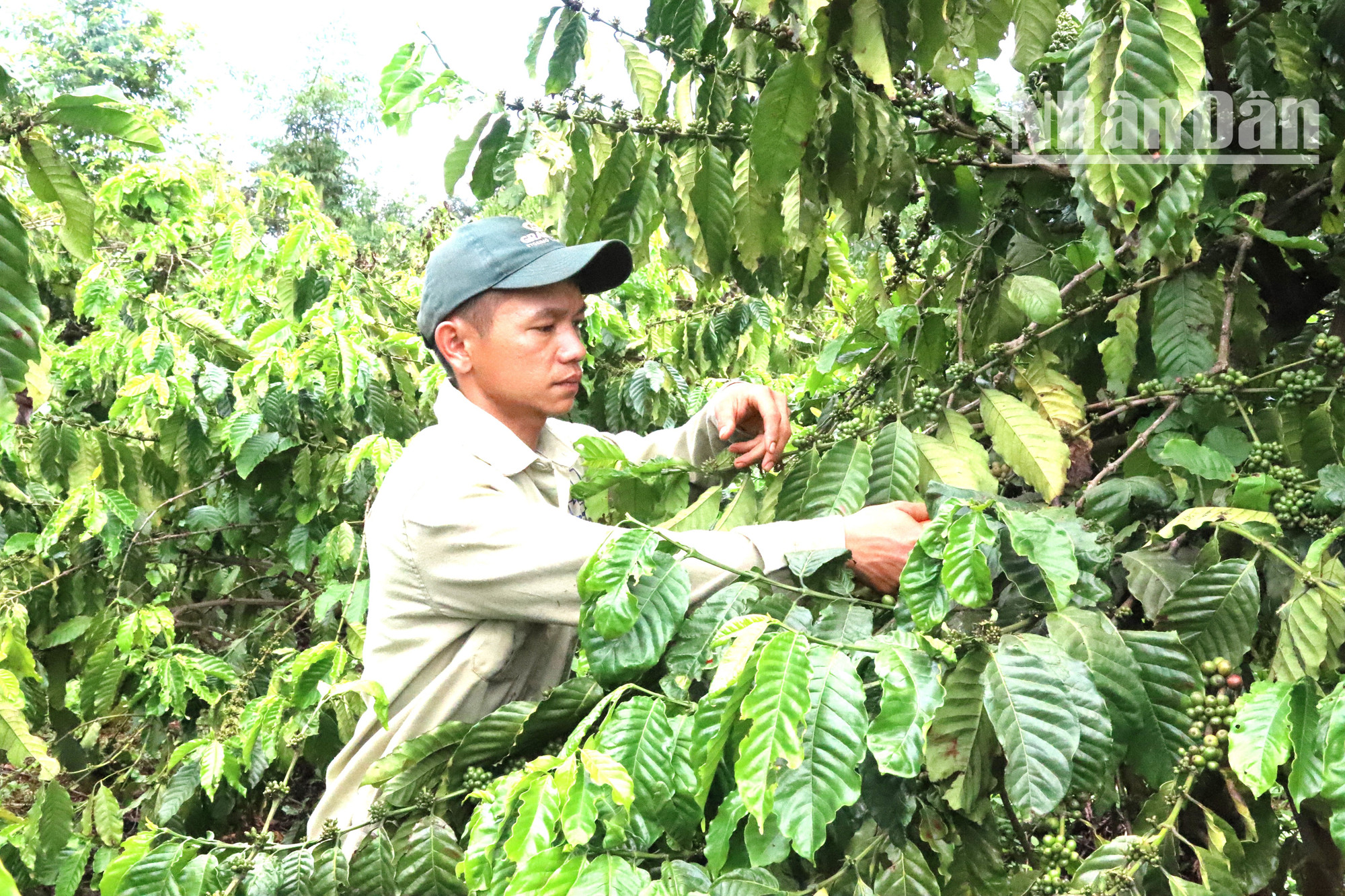 Nông dân Đắk Lắk chăm sóc cà-phê.