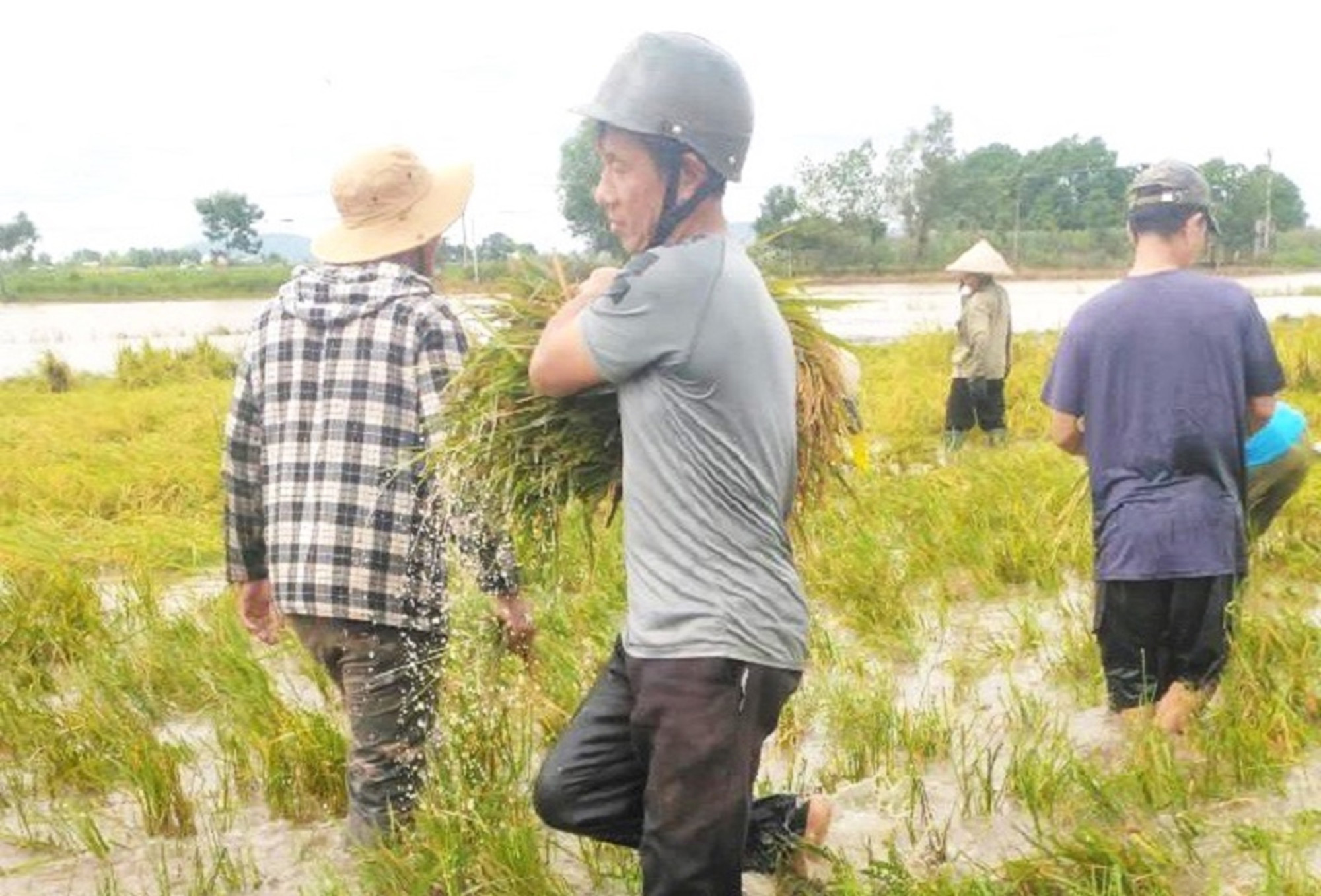 Người dân huyện Ea Súp gặt lúa chạy lũ.