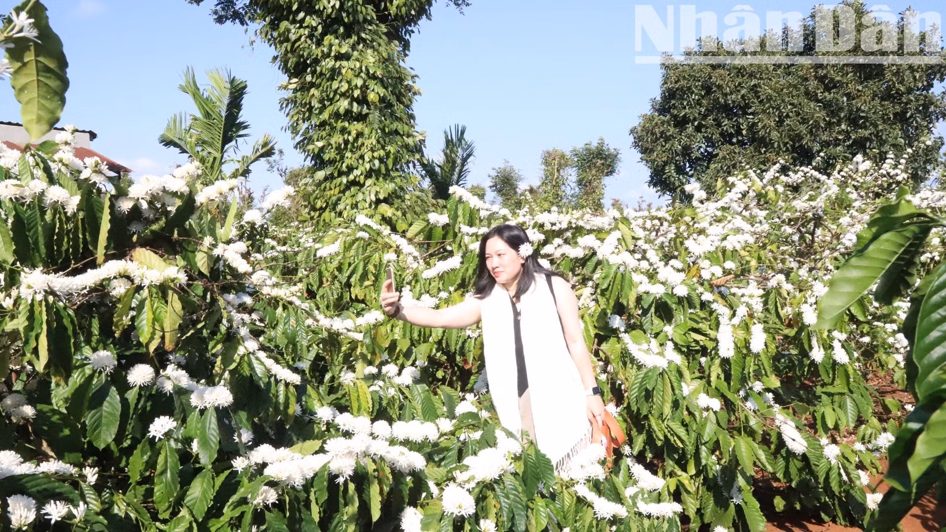 Đến với mùa hoa cà-phê giữa đại ngàn Tây Nguyên, du khách không quên chụp những tấm hình lưu niệm với hoa cà-phê.