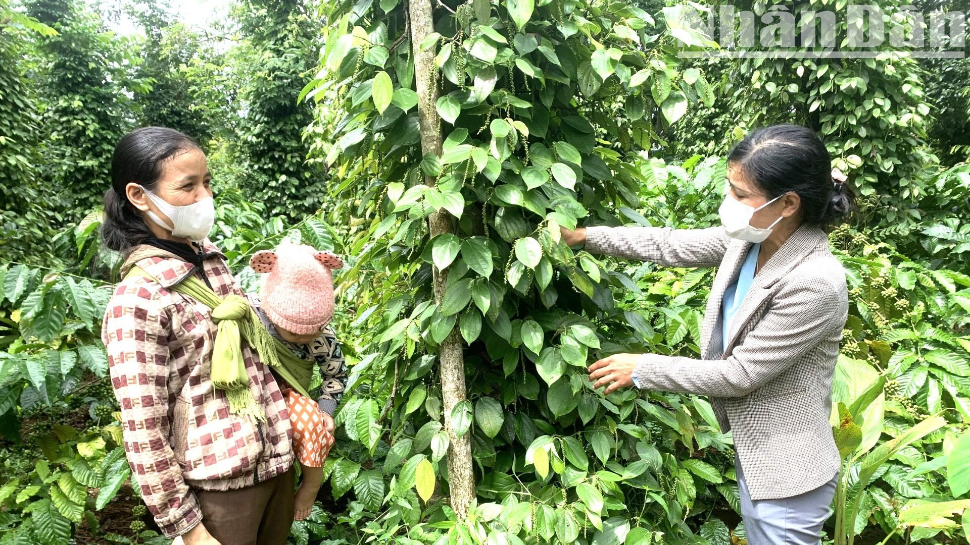 Cán bộ xã Ea Tul, huyện Cư M'gar hướng dẫn bà con dân tộc thiểu số kỹ thuật chăm sóc cây trồng.