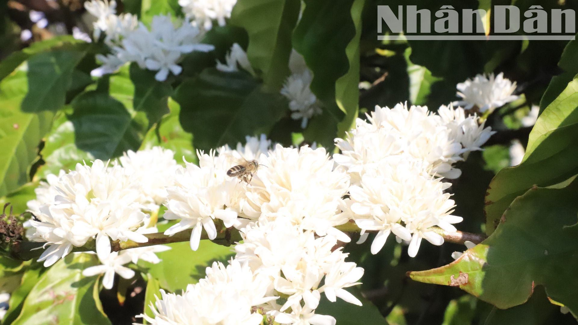 Với hương thơm đặc trưng rất quyến rũ và ngọt ngào, hương hoa cà-phê cuốn hút loài ong đến hút mật.