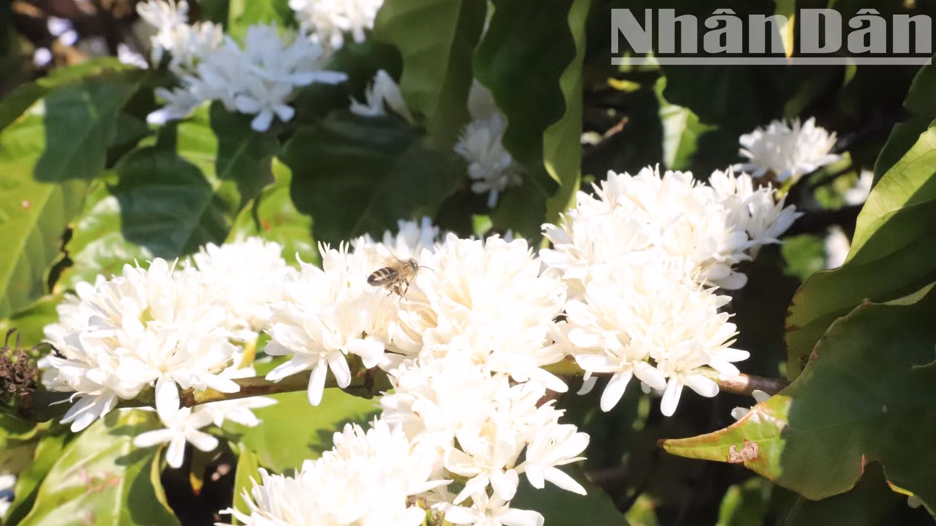 Với hương thơm đặc trưng rất quyến rũ và ngọt ngào, hương hoa cà-phê cuốn hút loài ong đến hút mật.
