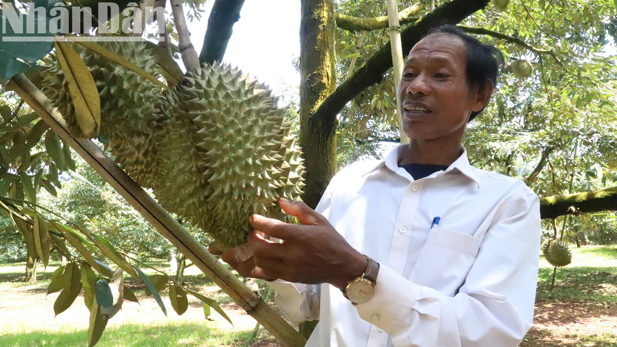 Đắk Lắk được thiên nhiên ưu đãi với nguồn tài nguyên đất, nước, khí hậu ôn hòa… thích hợp cho việc phát triển sản xuất nhiều loại cây trồng, vật nuôi. Đắk Lắk được thiên nhiên ưu đãi với nguồn tài nguyên đất, nước, khí hậu ôn hòa… thích hợp cho việc phát triển sản xuất nhiều loại cây trồng, vật nuôi.