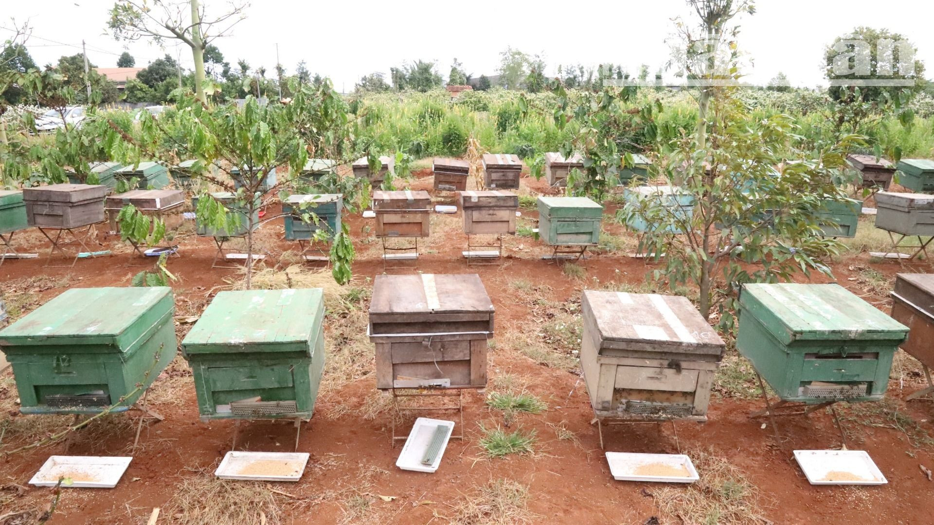 Trong mùa hoa cà-phê, nghề nuôi ong lấy mật ở Tây Nguyên cũng phát triển mạnh góp phần nâng cao thu nhập cho người nông dân.