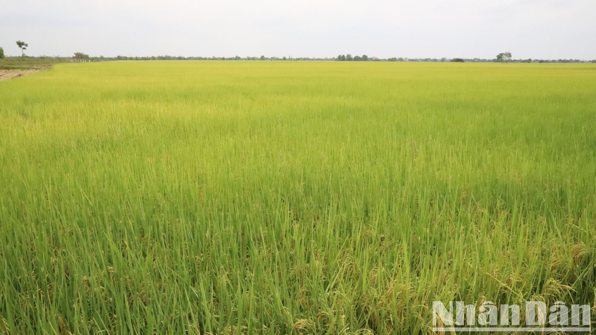 Rất may, hồ Ea Súp Thượng bị khô cạn nguồn nước xảy ra vào cuối vụ thì phần lớn diện tích lúa nước trên địa bàn huyện Ea Súp chuẩn bị thu hoạch nên không gây thiệt hại.